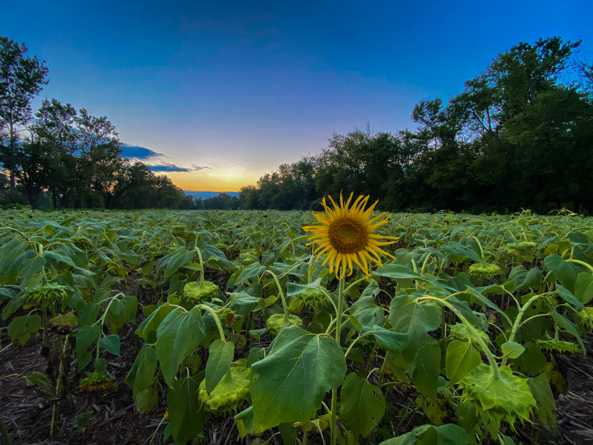 Sunflower Photo/Edit