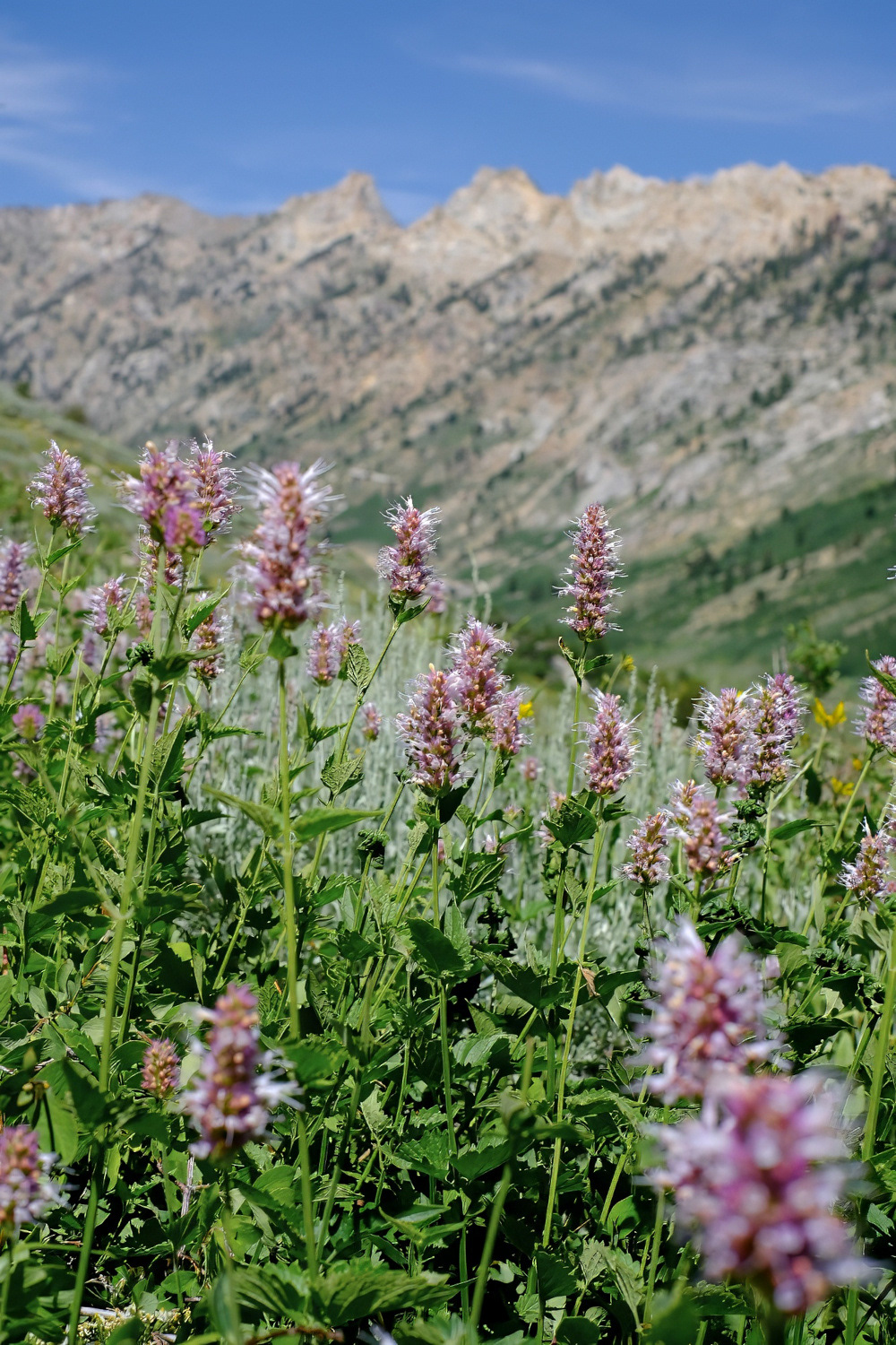 Island lake trail, Rubies