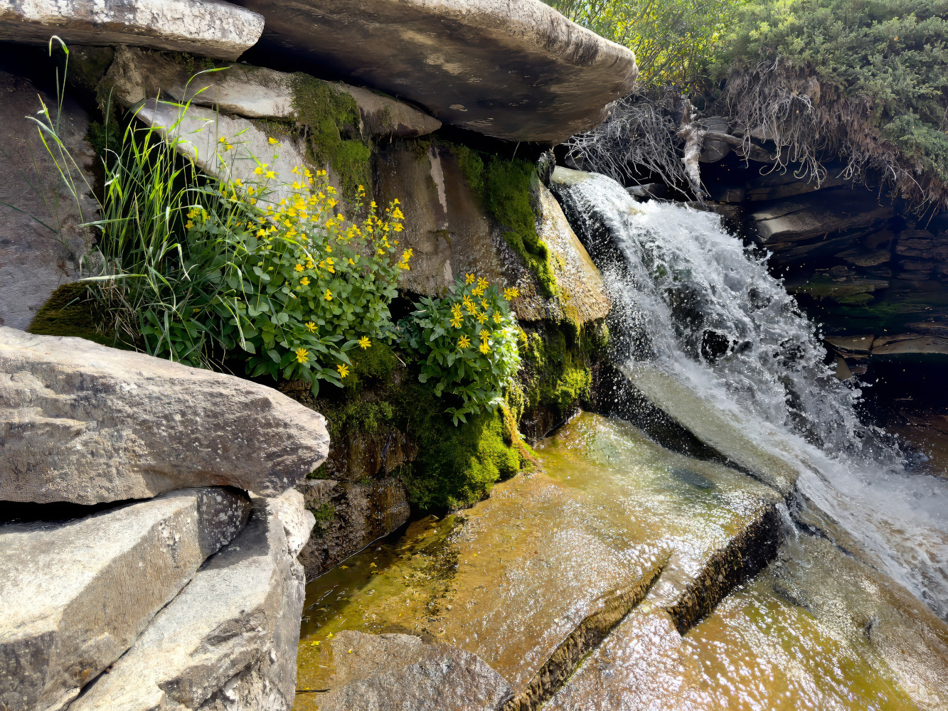 Off trail, Lamoille Creek