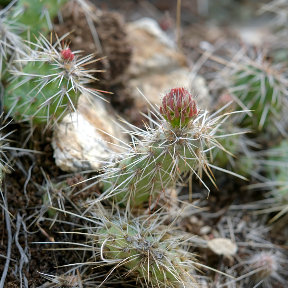 Prickly Pear Cactus