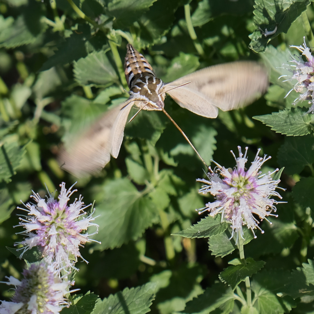 Sphinx Moth
