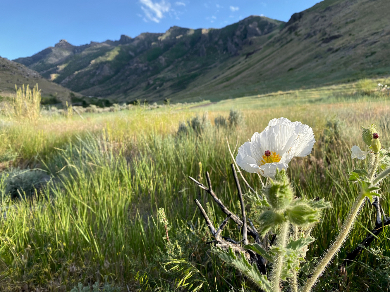 Lower Mouth of Lamoille Canyon