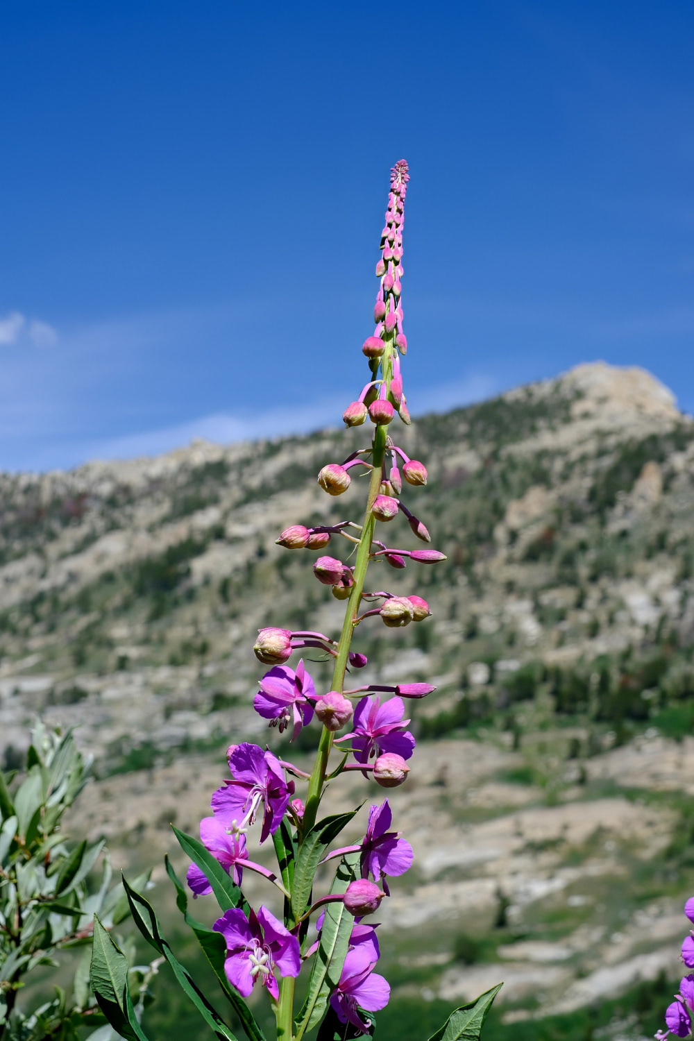 Fire Weed