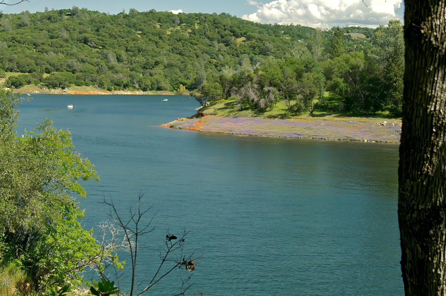 Avery's Pond, Folsom Lake CA