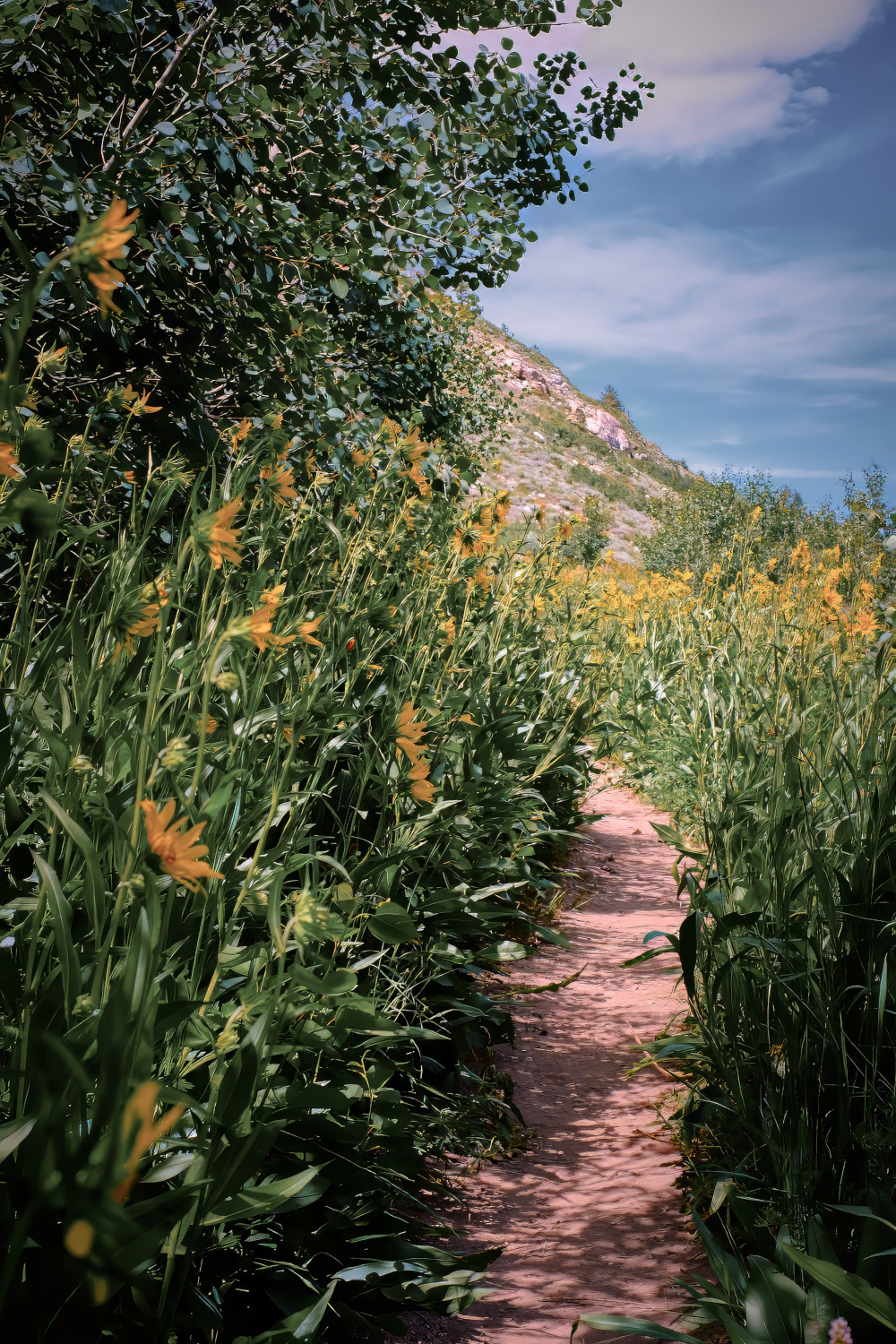 Island Lk Trail, filter applied