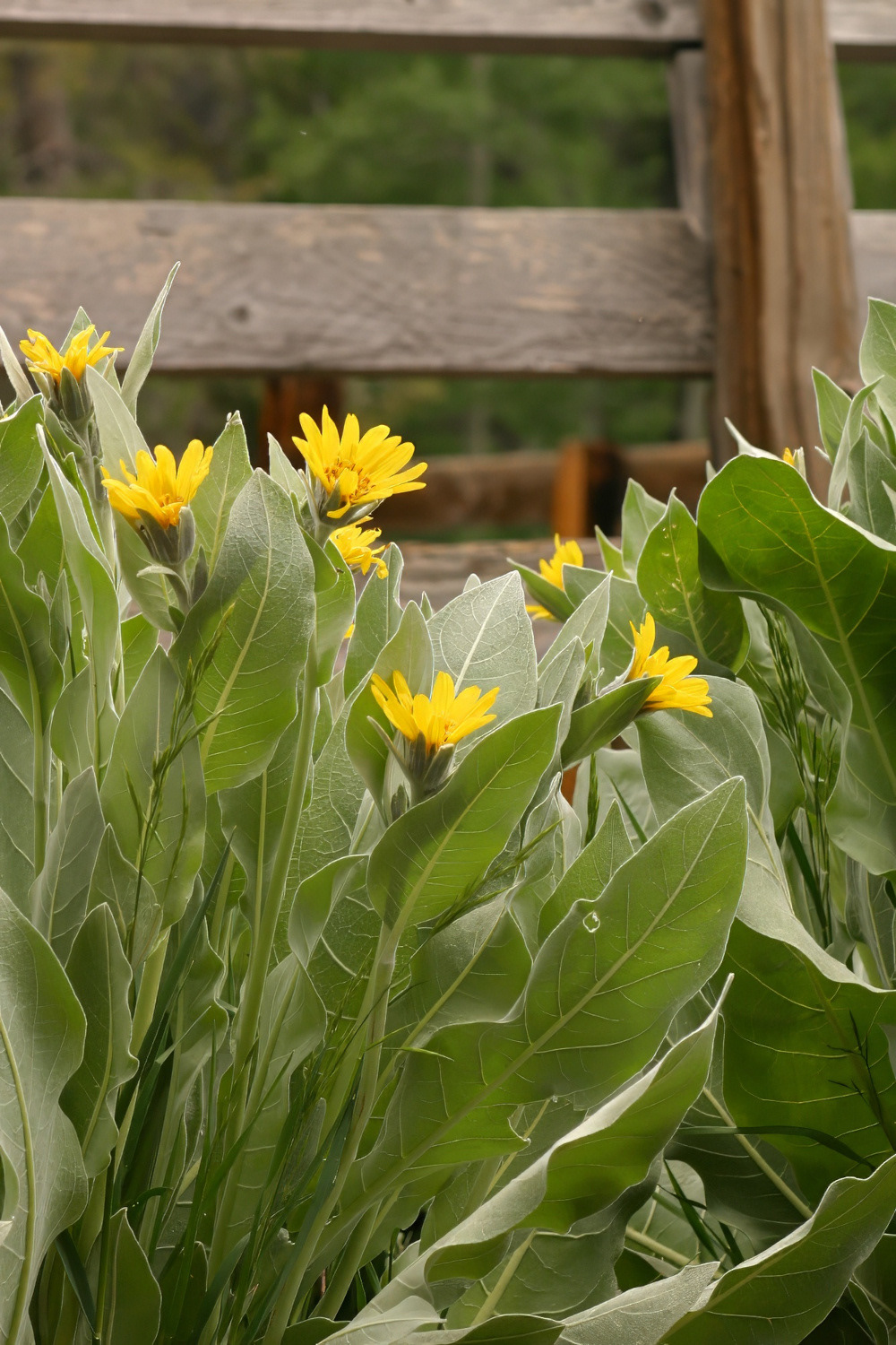 Mule's Ears