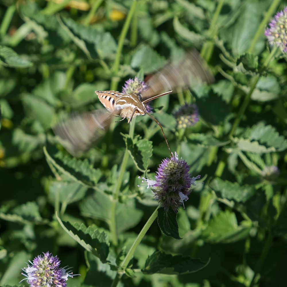 Sphinx Moth