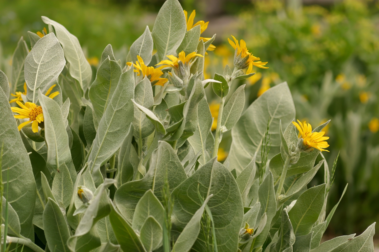 Mule's Ears near Carson Pass, CA