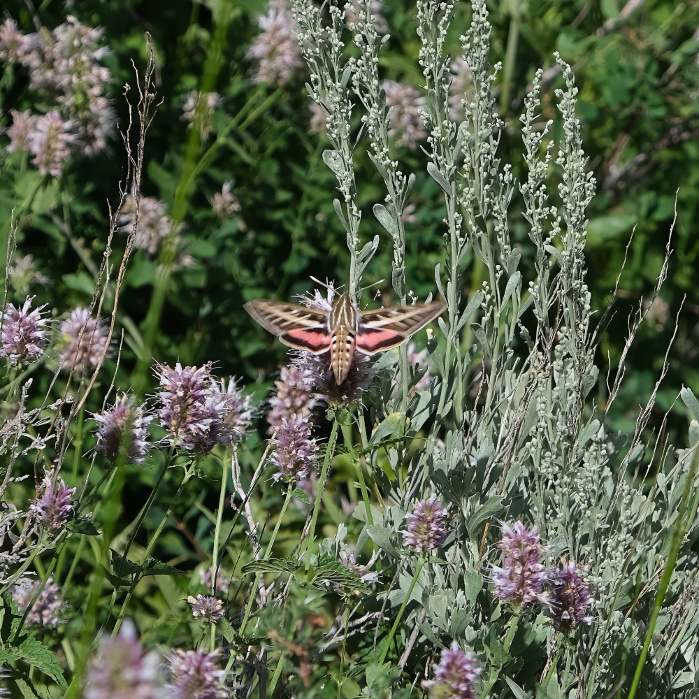 Sphinx Moth