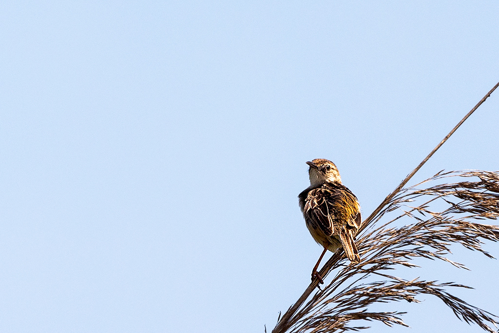 Fuinha dos Juncos / Zitting Cisticola (Cisticola juncidis)