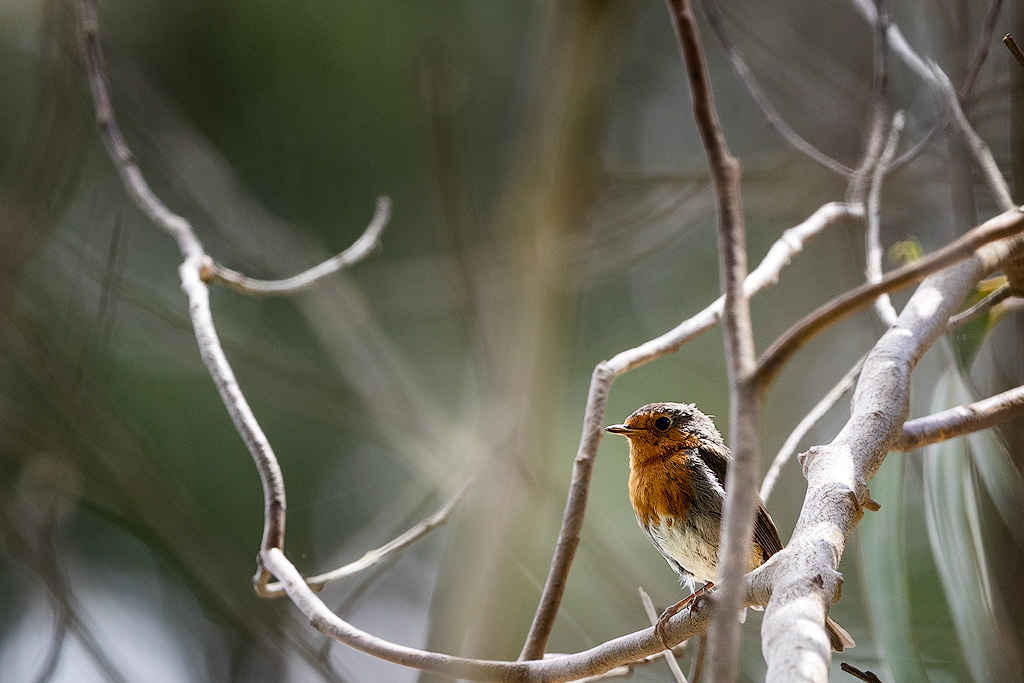 Pisco de Peito Ruivo / European Robin (Erithacus rubecula)