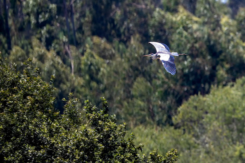 Garça Real / Gray Heron (Ardea cinerea)
