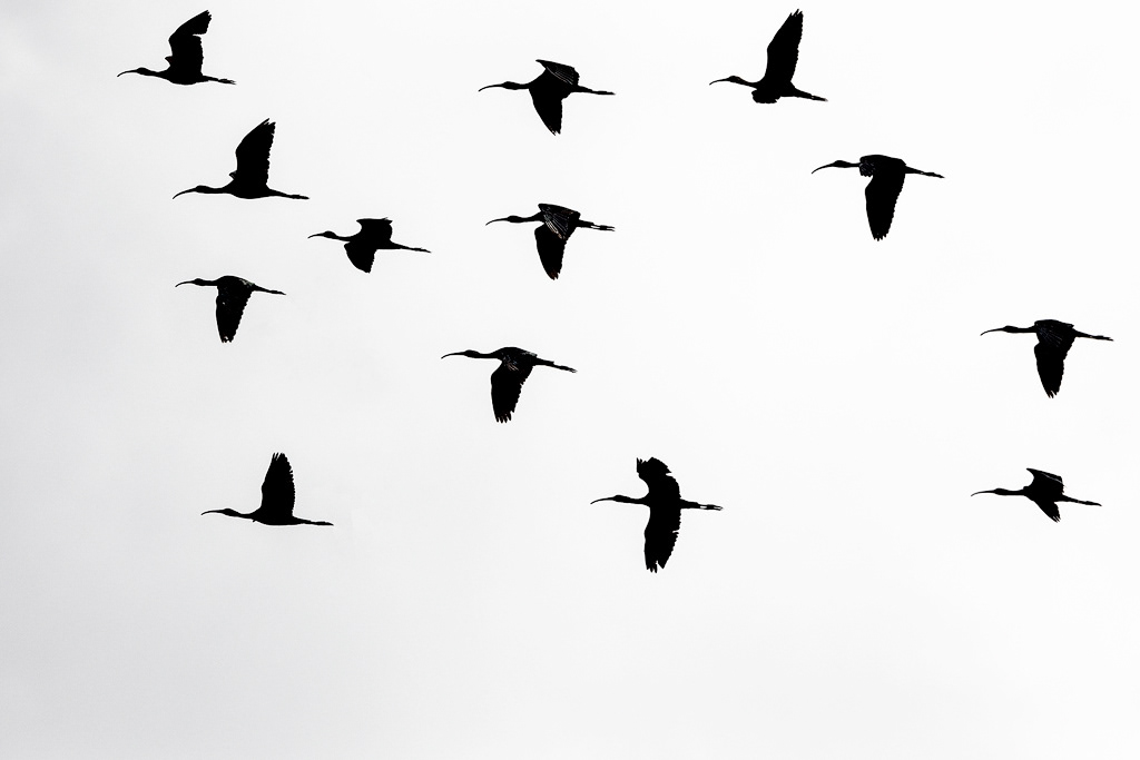 Ibis Preto / Glossy Ibis (Plegadis fascinellus)