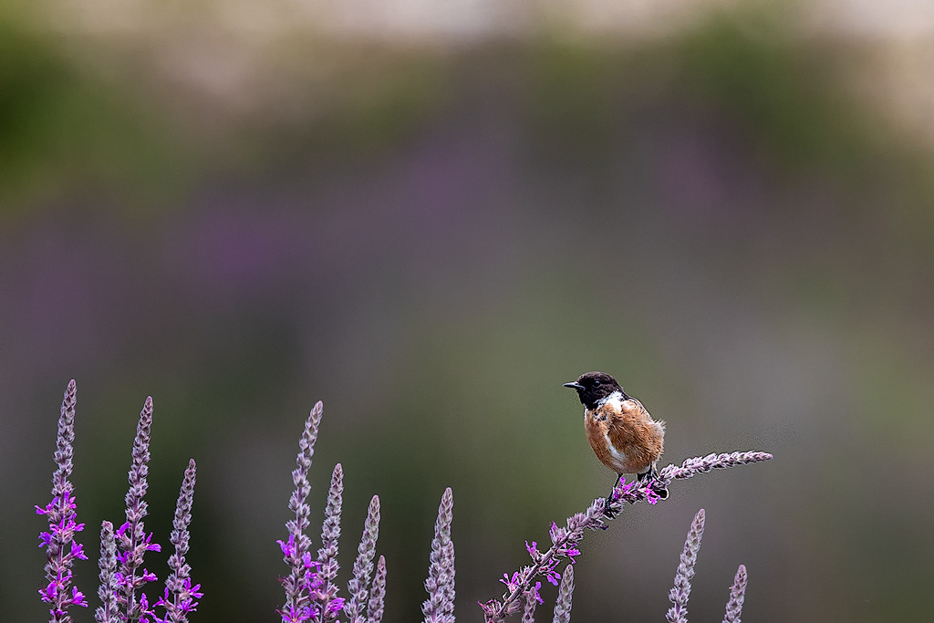 Cartaxo / European Stonechat (Saxicola rubicola)