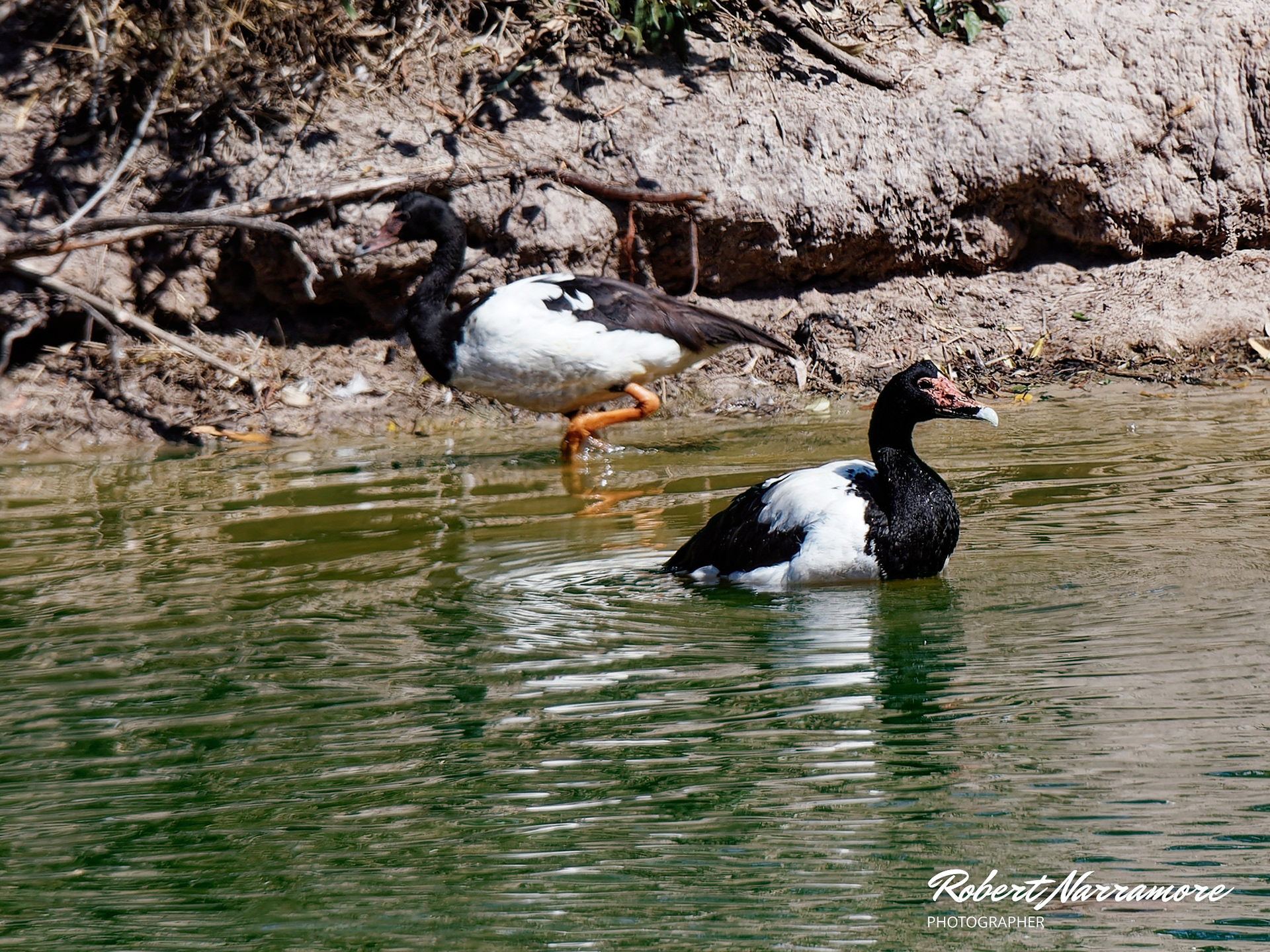 Magpie Geese (Anseranas semipalmata)