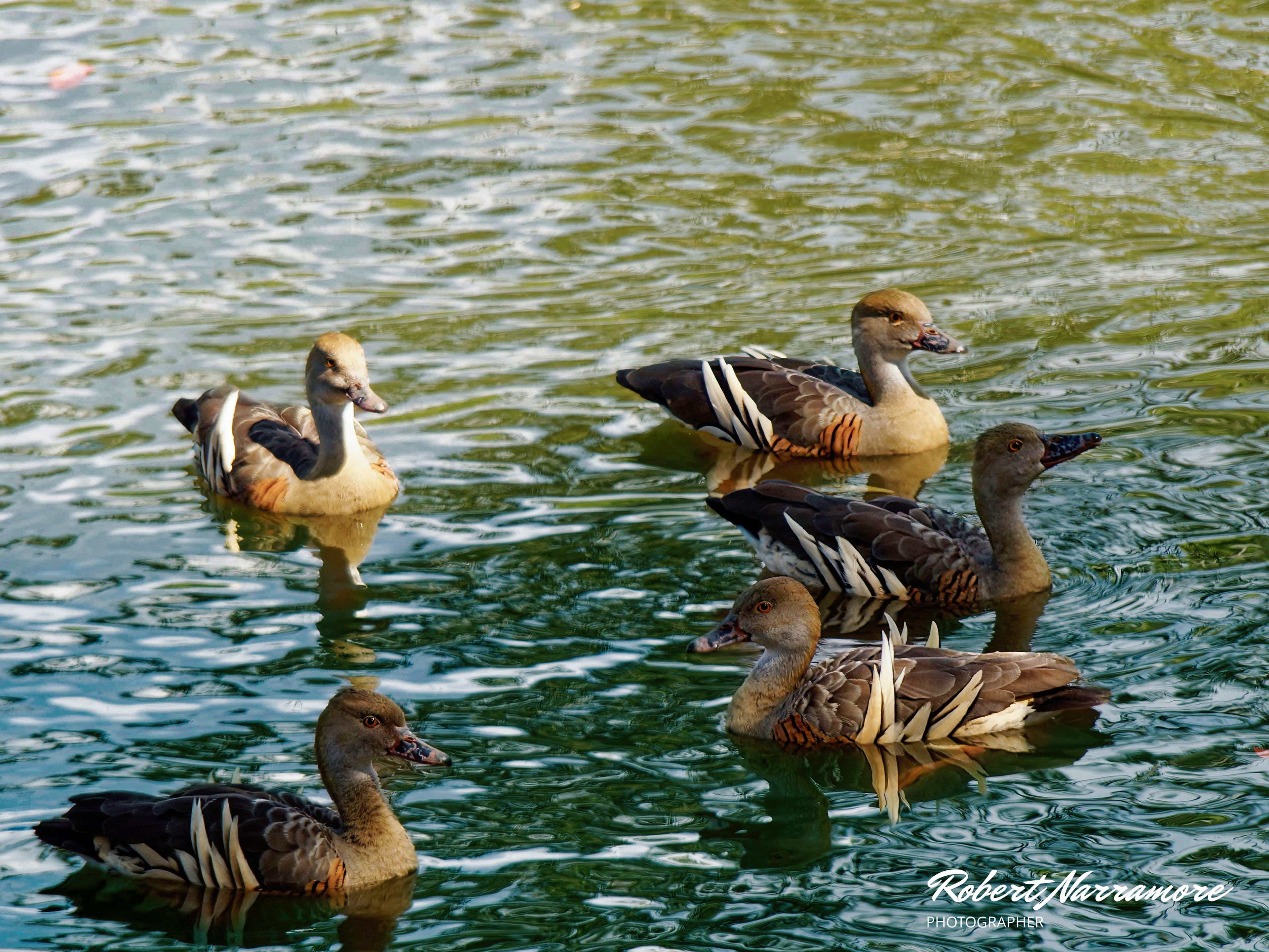Plumed Whistling Ducks (Dendrocygna eytoni}