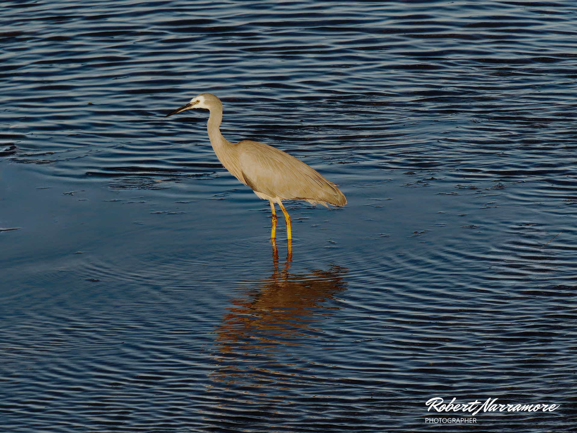 White Faced Heron (Egretta novaehollandiae)