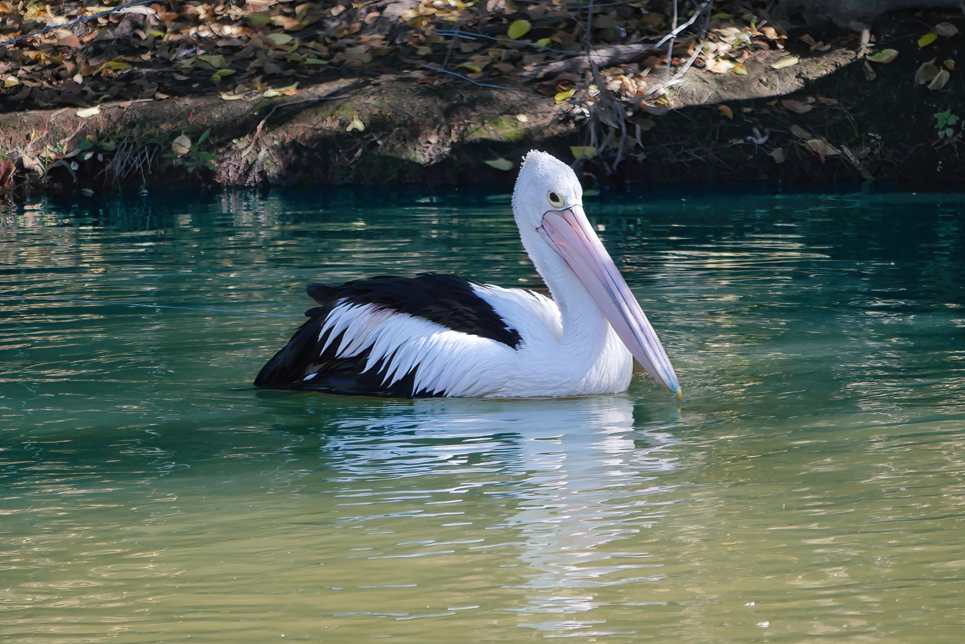 Australian Pelican (Pelecanus conspicillatus)