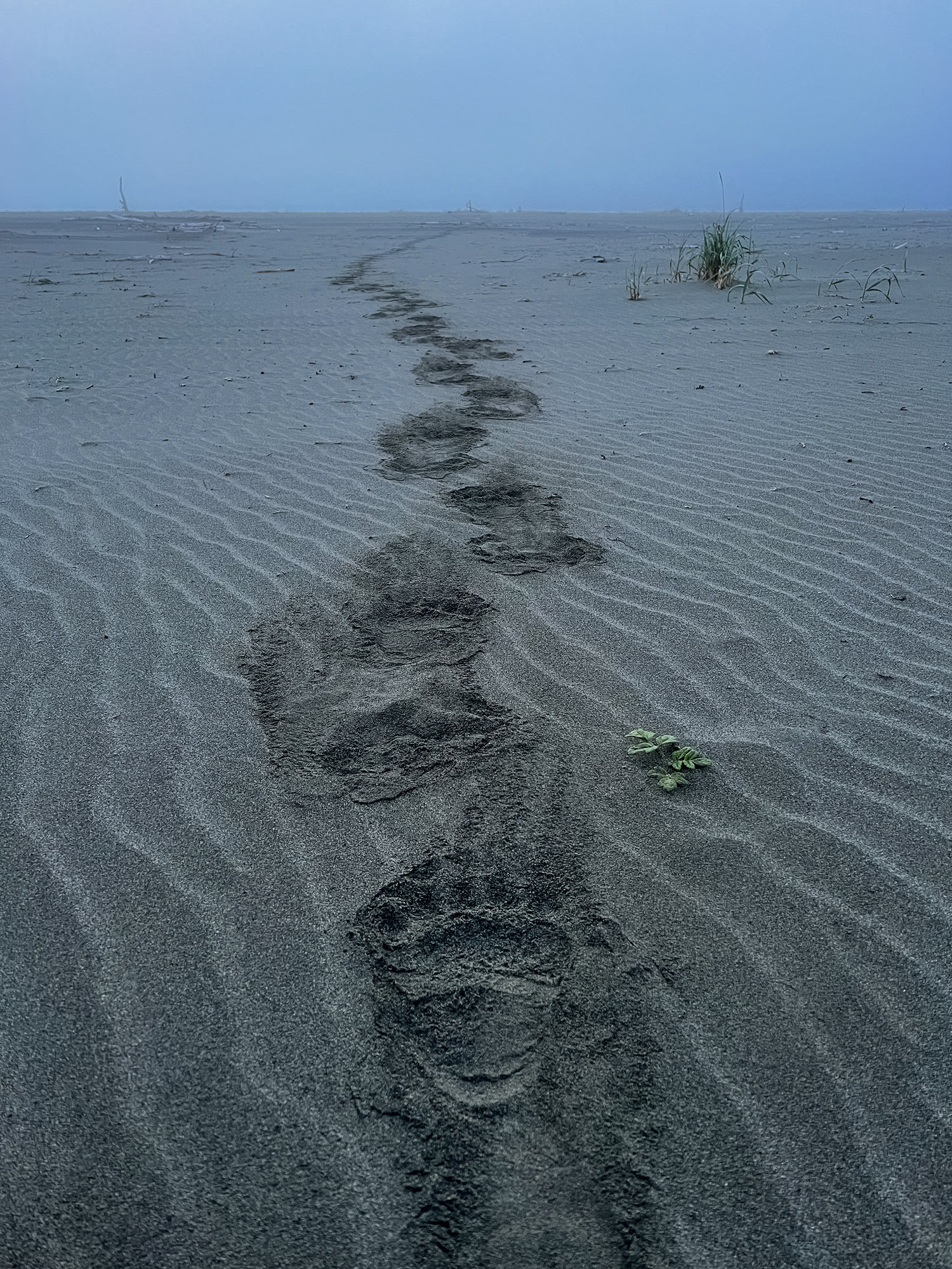Grizzly tracks. In a couple brief moments one night, this bear taught me so much about my nervous system and nature and the lack of distinction between the two.