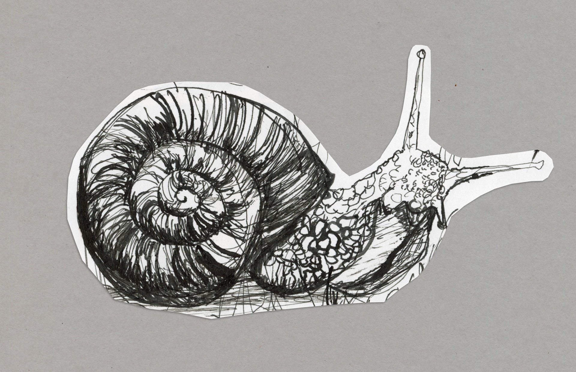 Messy Snail, 2014, quill and ink