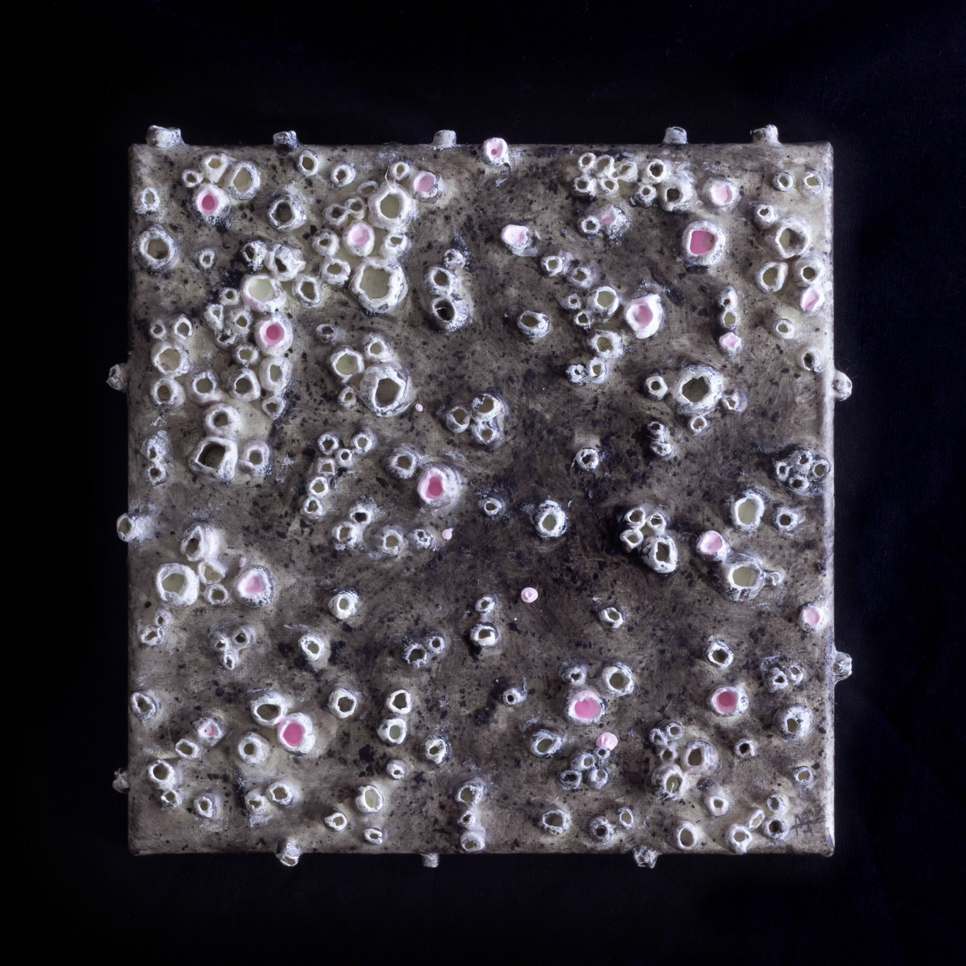 Barnacles, 2023, air dry clay, acrylic and ash on canvas
