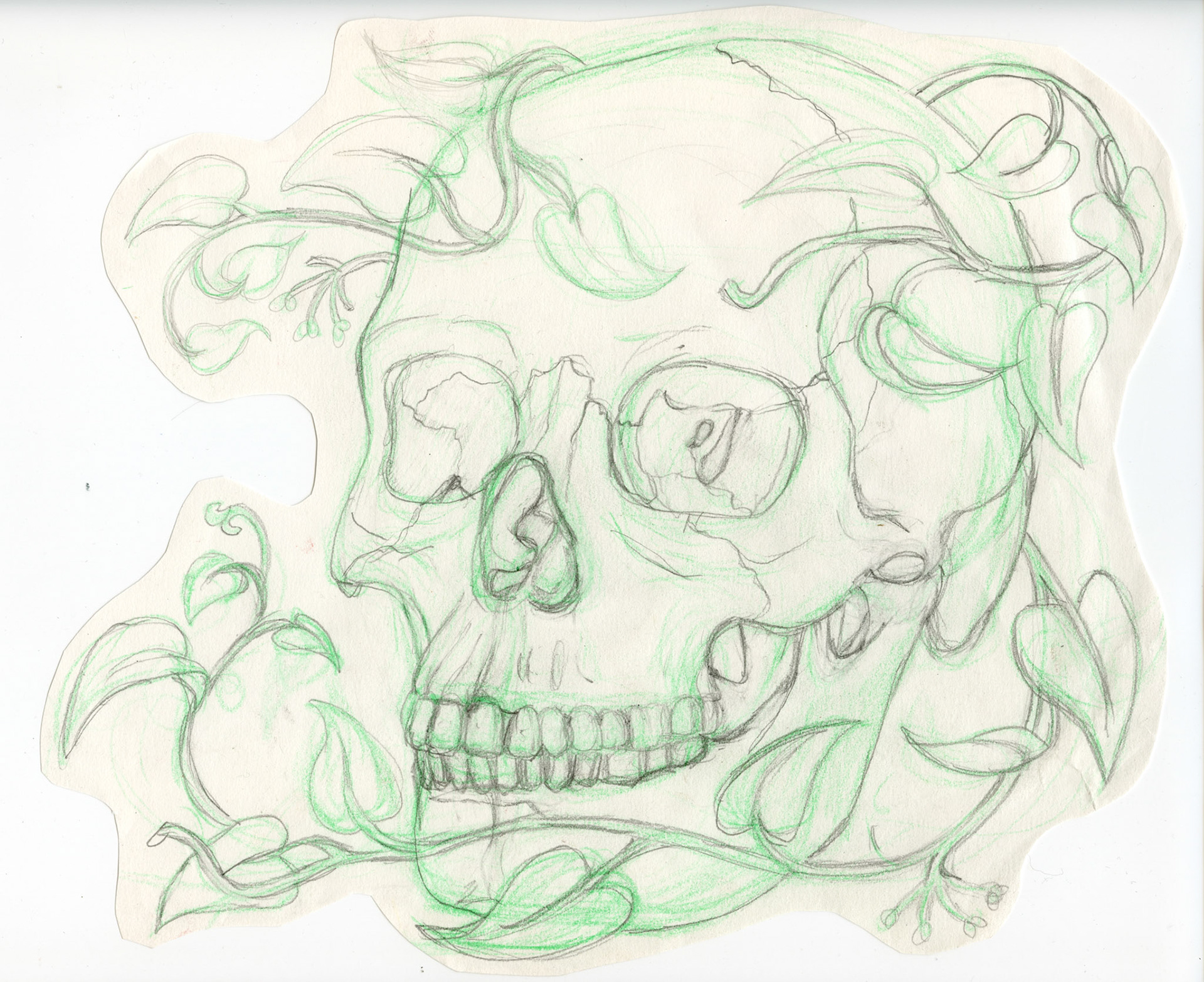Skull and Ivy (sketch), 2024, colored pencil on paper