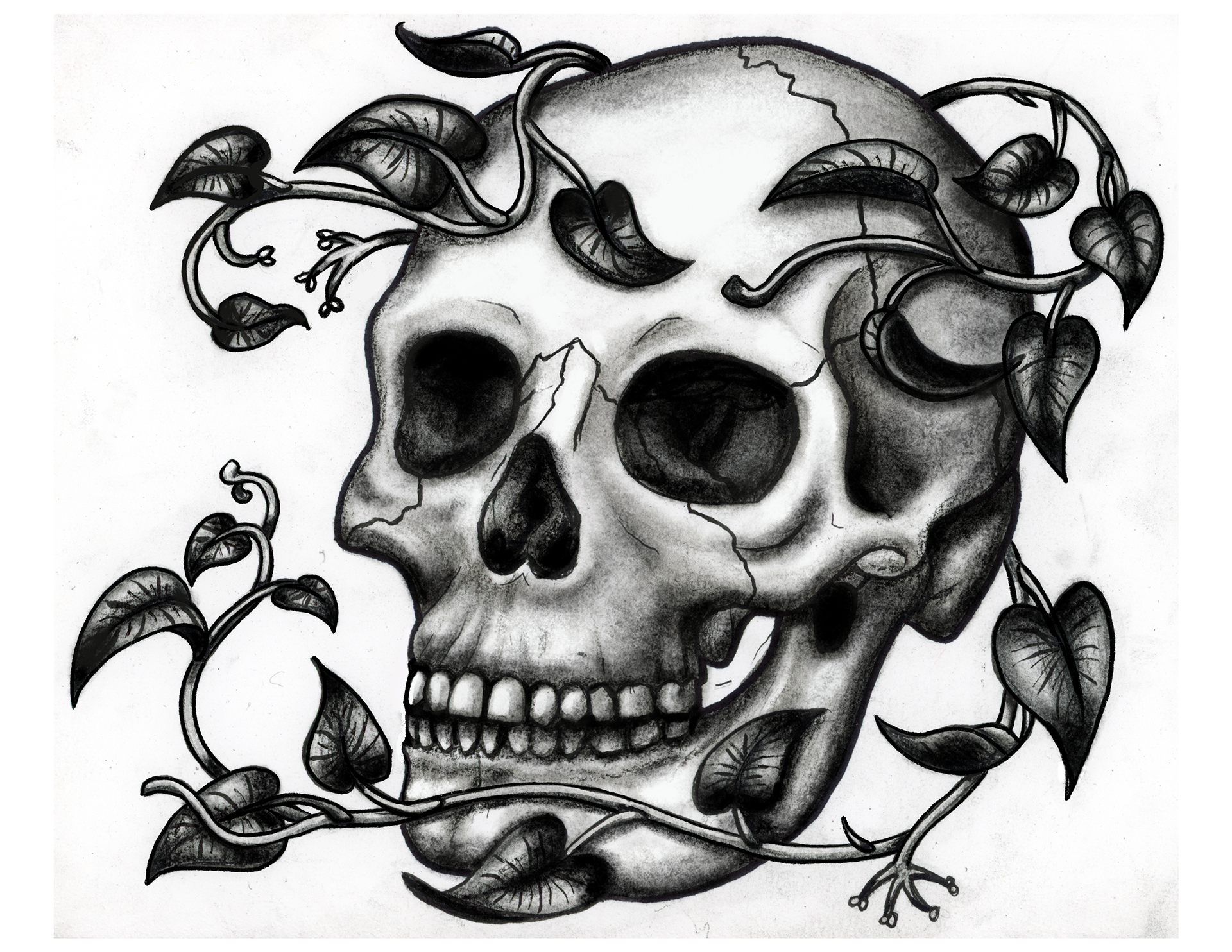 Skull and Ivy, 2024, marker and charcoal