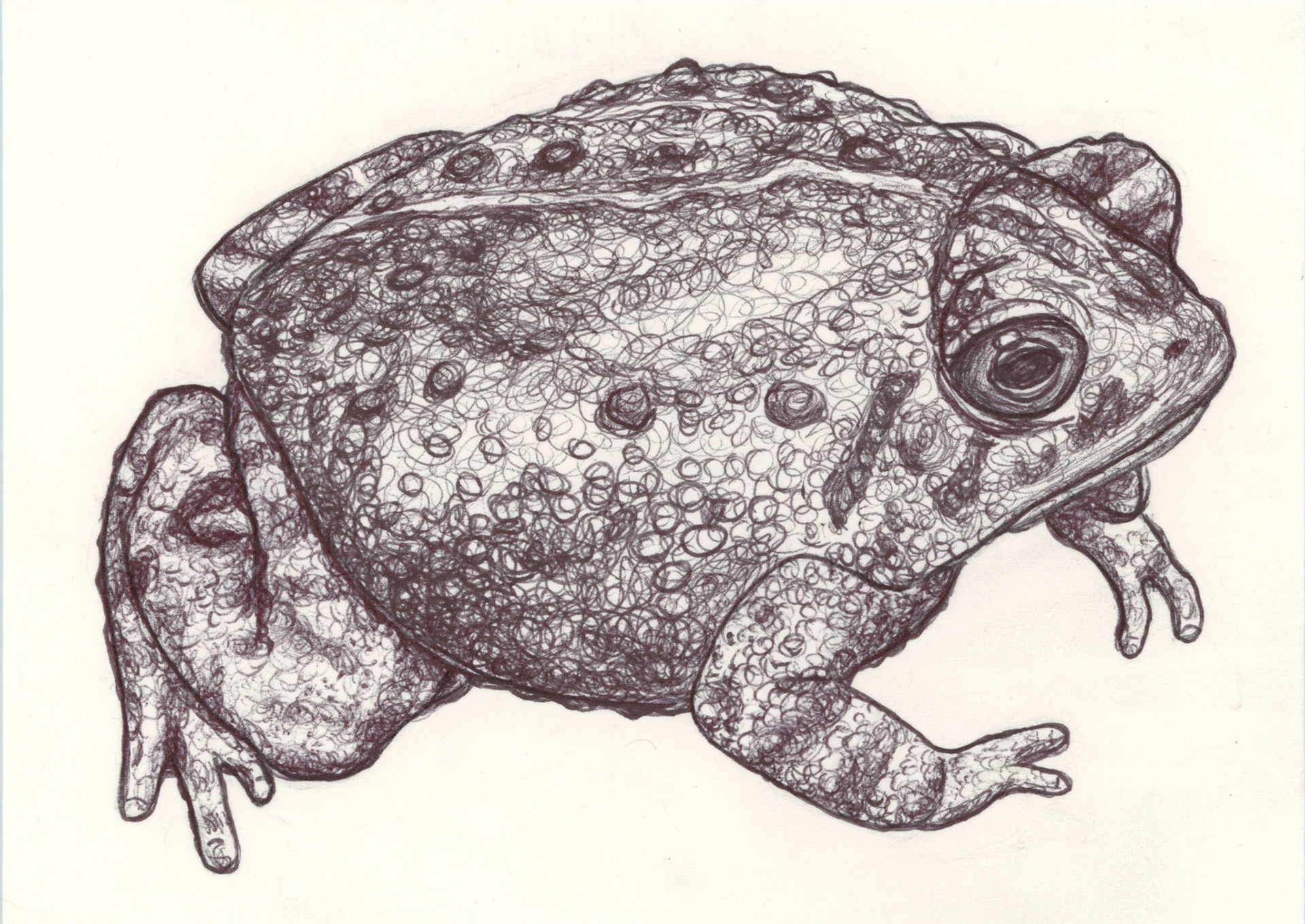 Toad Study, 2021, ballpoint pen