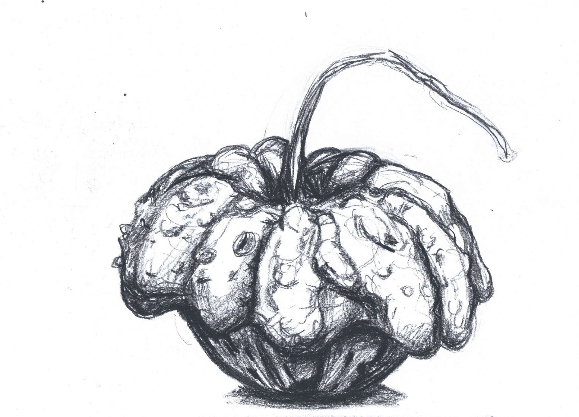 Squash Study I, 2020, charcoal