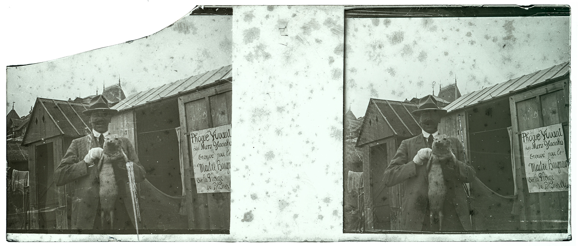 1173_ France-Blonville-sur-Mer - 1927 - Phoque vivant des mers glaciales trouvé par le maitre baigneur sur la plage de Blonville