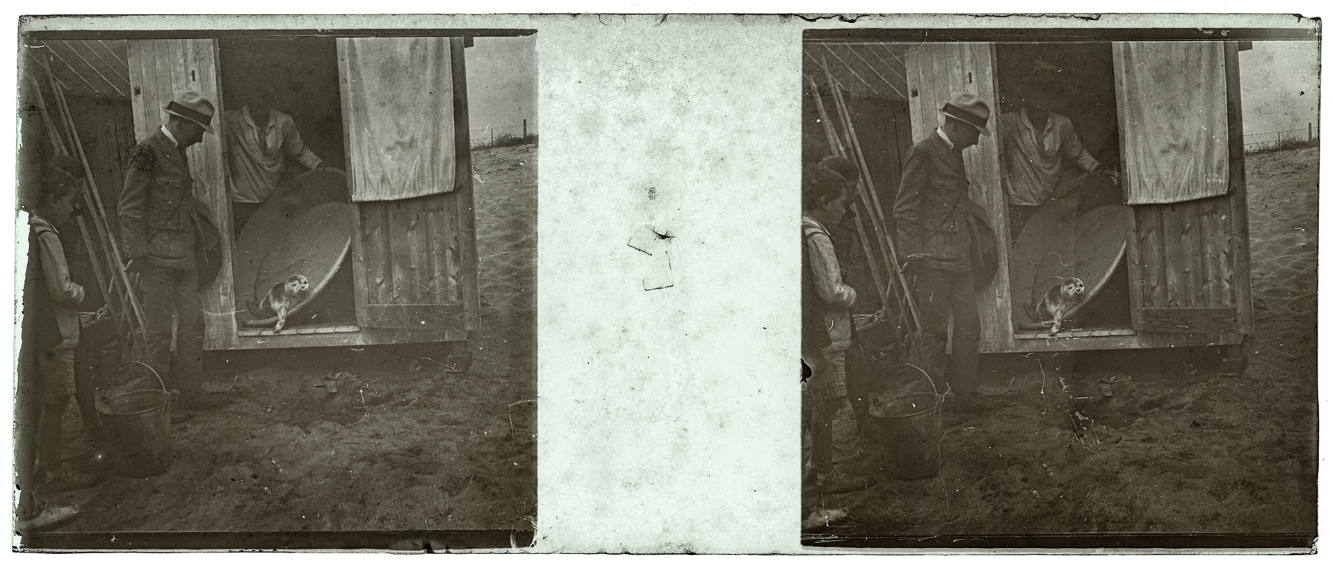 2195_ France-Blonville-sur-mer plage - 1921 - "Phoque vivant des mers glaciales trouvé par le maitre baigneur sur la plage de Blonville"