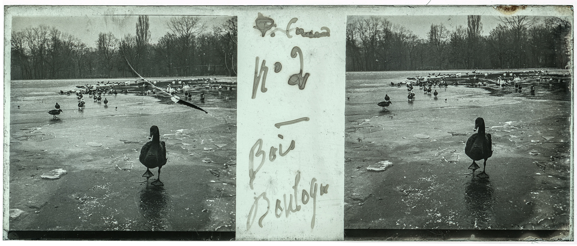 0837_ France-Paris bois de Boulogne - "Canard n° 2 - Bois Boulogne"