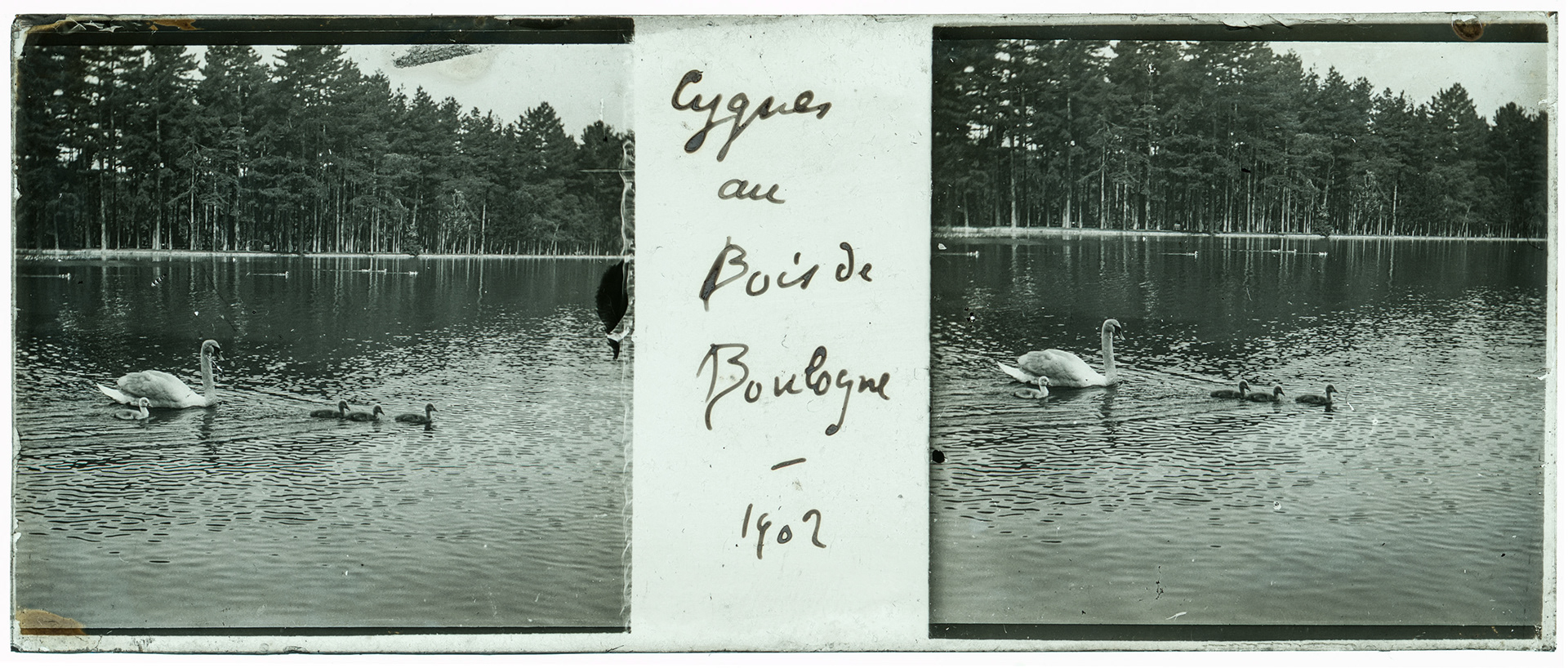 0219_ France-Paris Bois de Boulogne - 1902 - "Cygnes au bois de Boulogne - 1902"