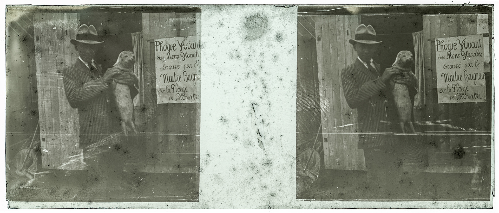 0514_ France-Blonville-sur-Mer - 1921 - "Phoque vivant des mers glaciales trouvé par le maitre baigneur sur la Plage de Blonville"