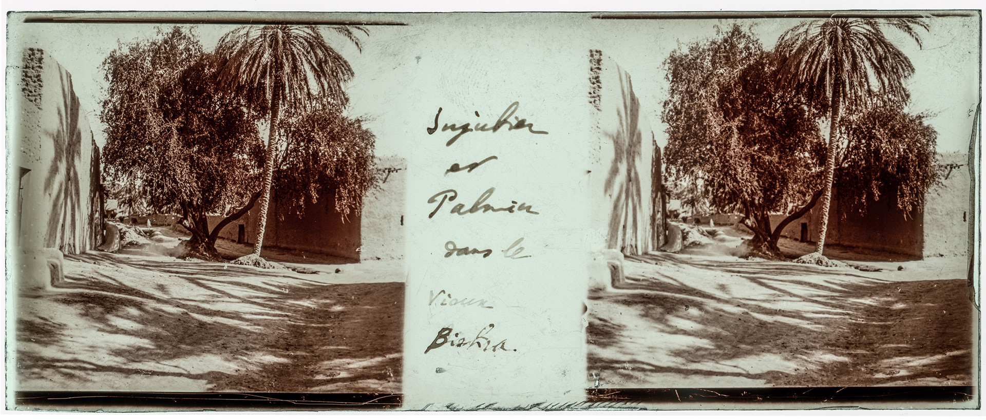 1241_ Algérie-Biskra - 1929 - "Jujubier et Palmier dans le vieux Biskra"