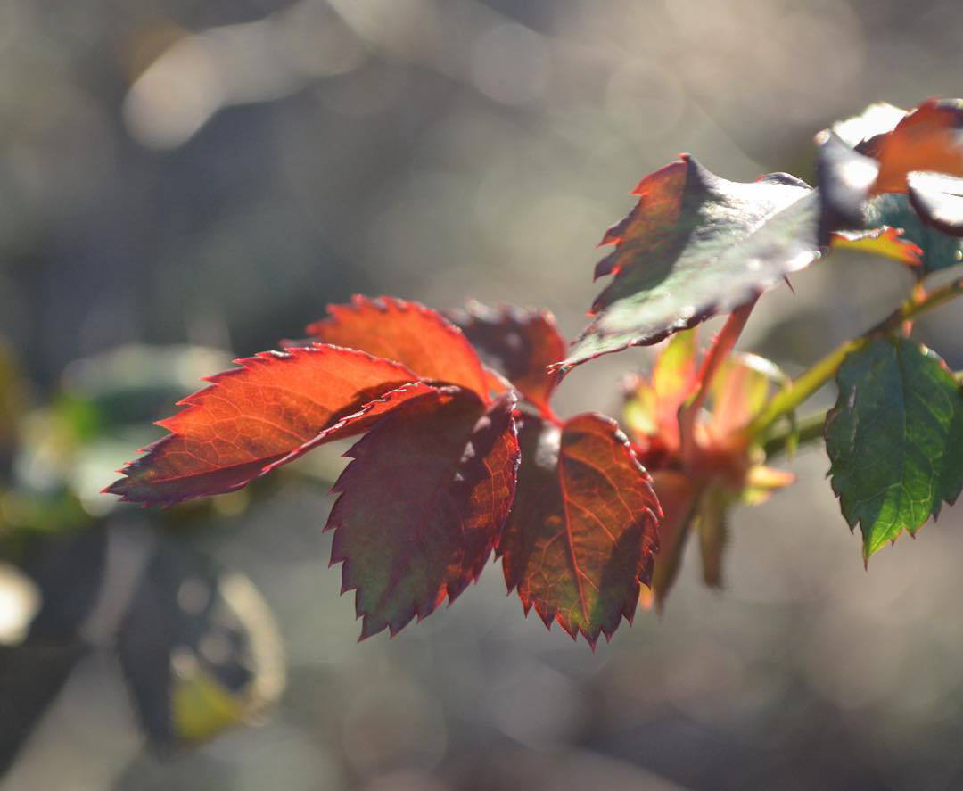 Autumnal leaves during late afternoon