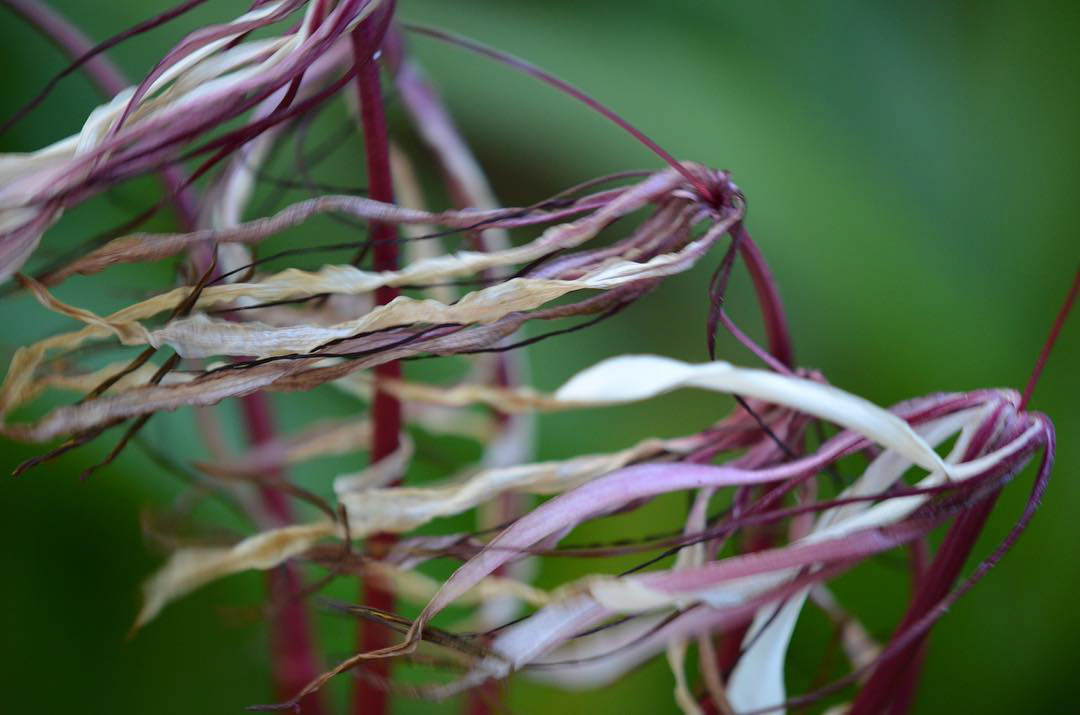 Plants blowing in the wind - Mazatlán, Mexico