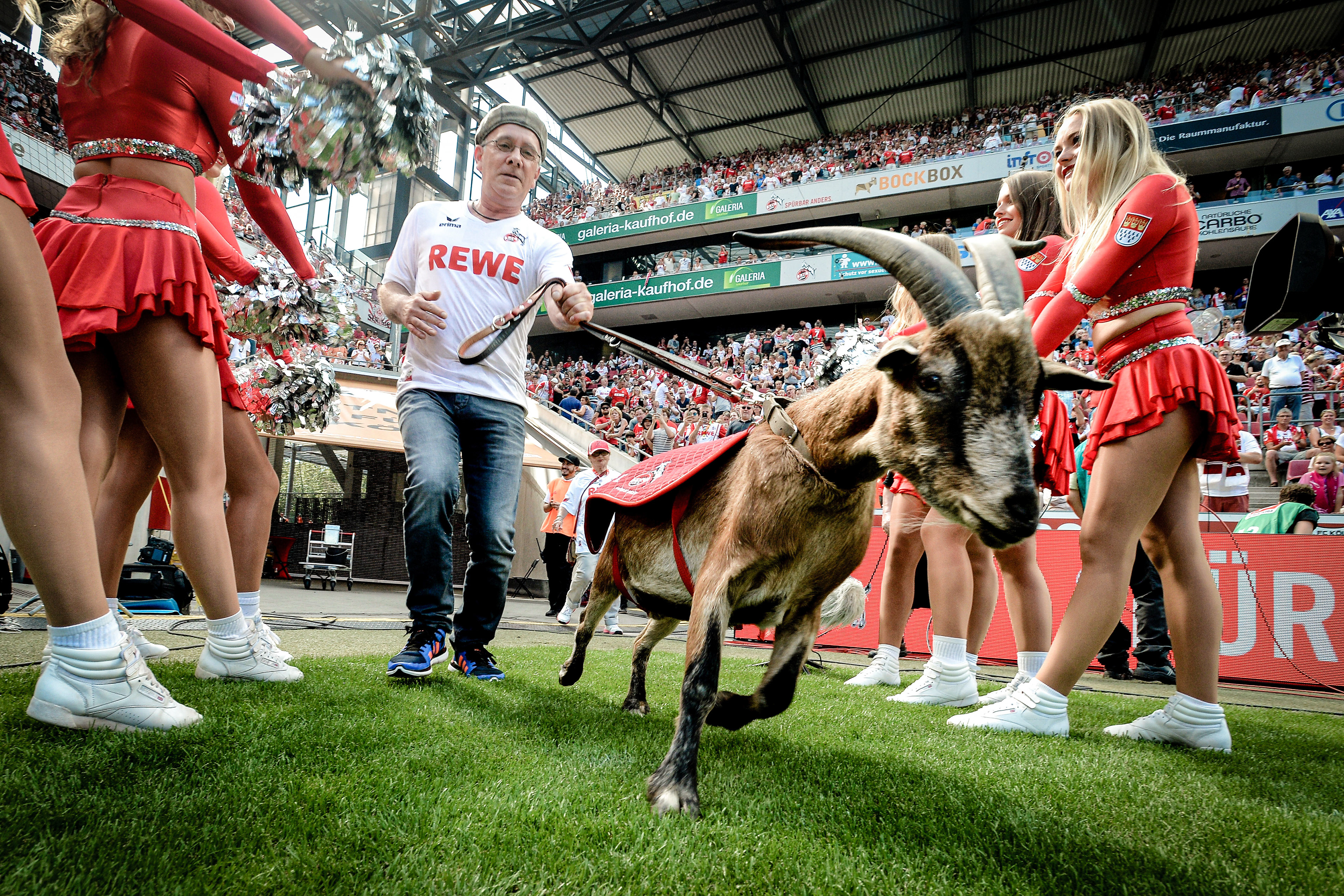 Billy goat "Hennes VIII" walks on the pitch during the Bundesliga match between 1. FC Koeln and SV Darmstadt 98 at RheinEnergieStadion on August 27, 2016 in Cologne, Germany.  (Photo by Sascha Steinbach/Getty Images For 1. FC Koeln) 