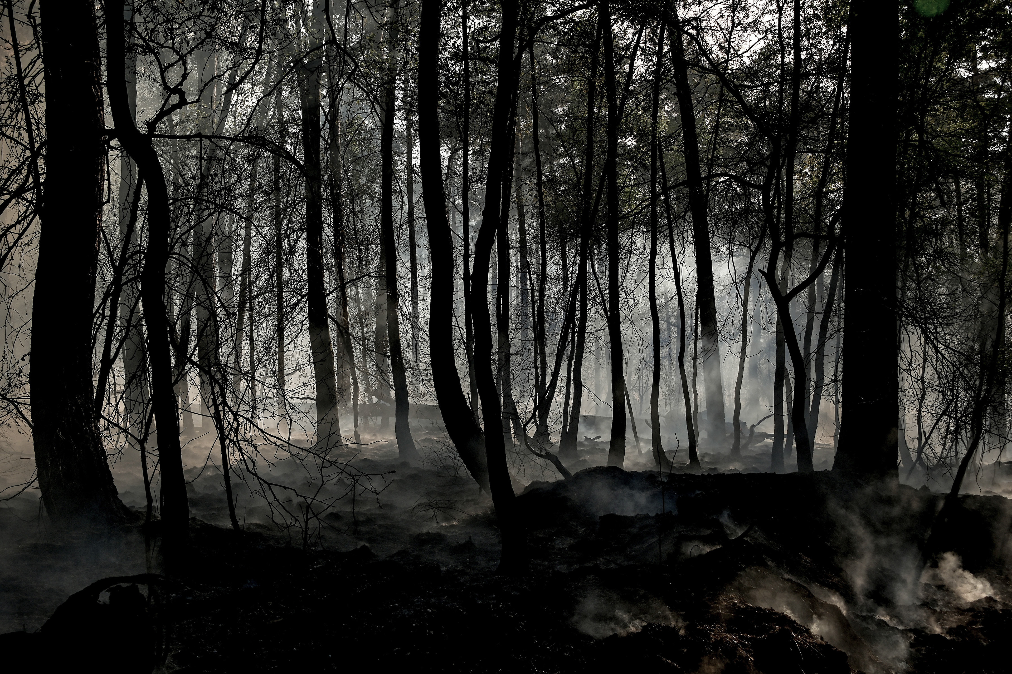 Burnt trees during a forest fire at the national park De Meinweg in the German-Dutch border area near Niederkruechten, Germany, 21 April 2020. (Photo by Sascha Steinbach/epa)