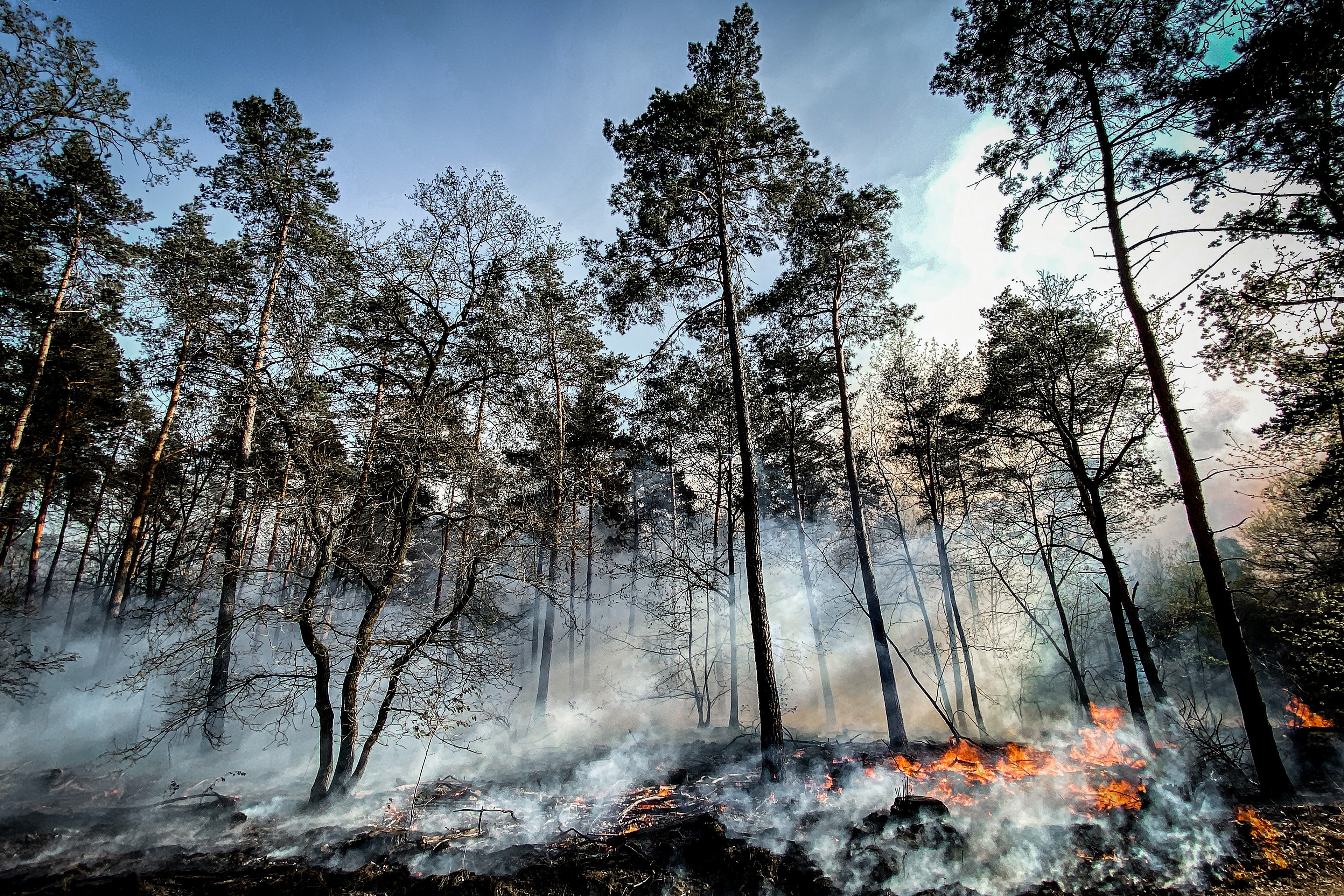 Trees and grasses burn during a forest fire at the national park De Meinweg in the German-Dutch border area near Niederkruechten, Germany, 21 April 2020. (Photo by Sascha Steinbach/epa)