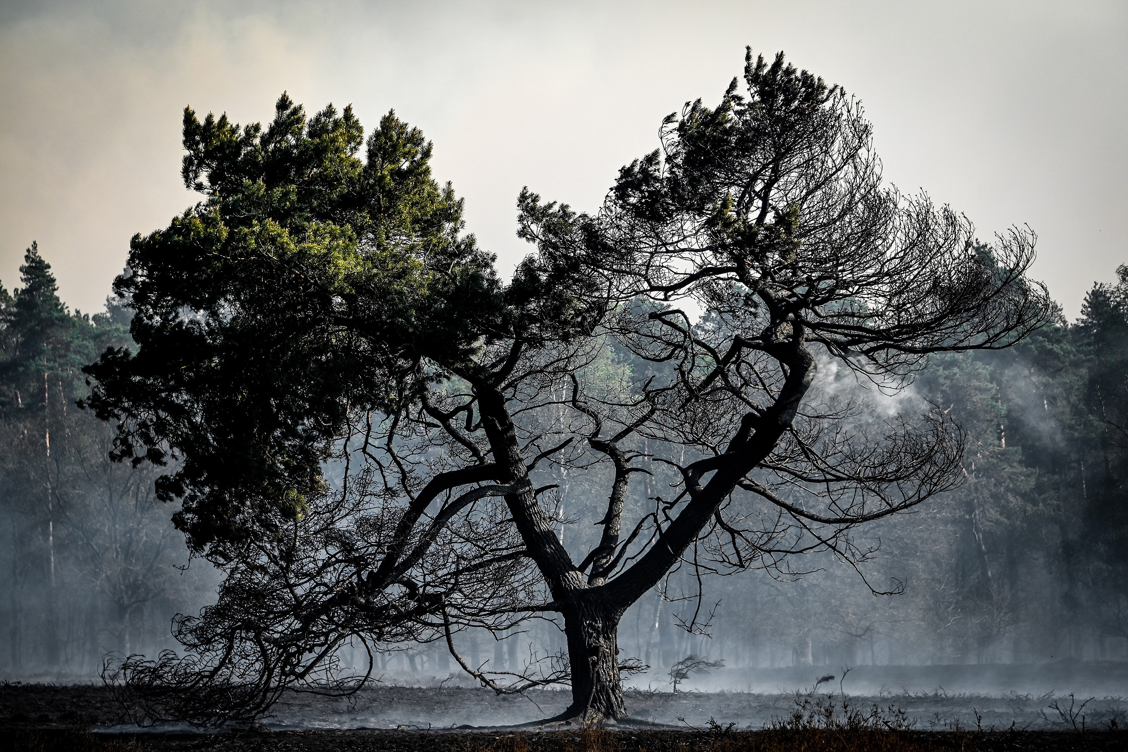 A burnt tree during a forest fire at the national park De Meinweg in the German-Dutch border area near Niederkruechten, Germany, 21 April 2020. (Photo by Sascha Steinbach/epa)