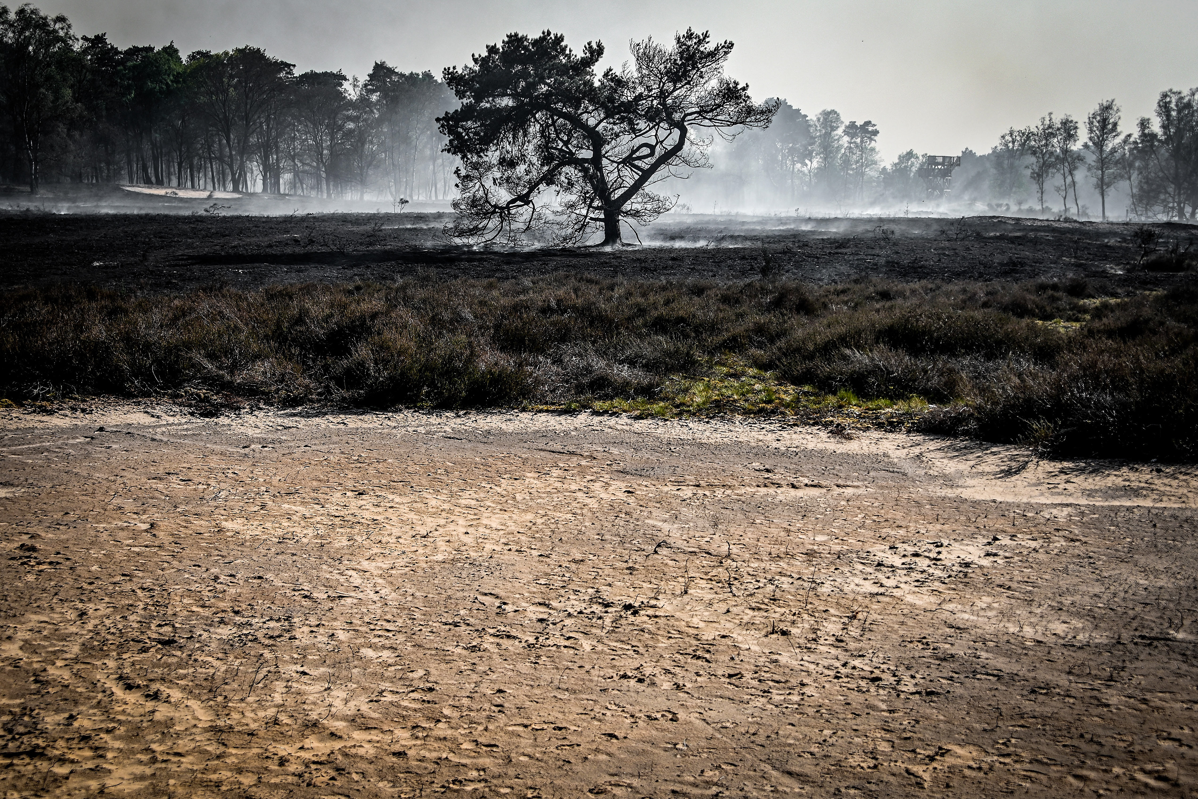A burnt tree during a forest fire at the national park De Meinweg in the German-Dutch border area near Niederkruechten, Germany, 21 April 2020. (Photo by Sascha Steinbach/epa)