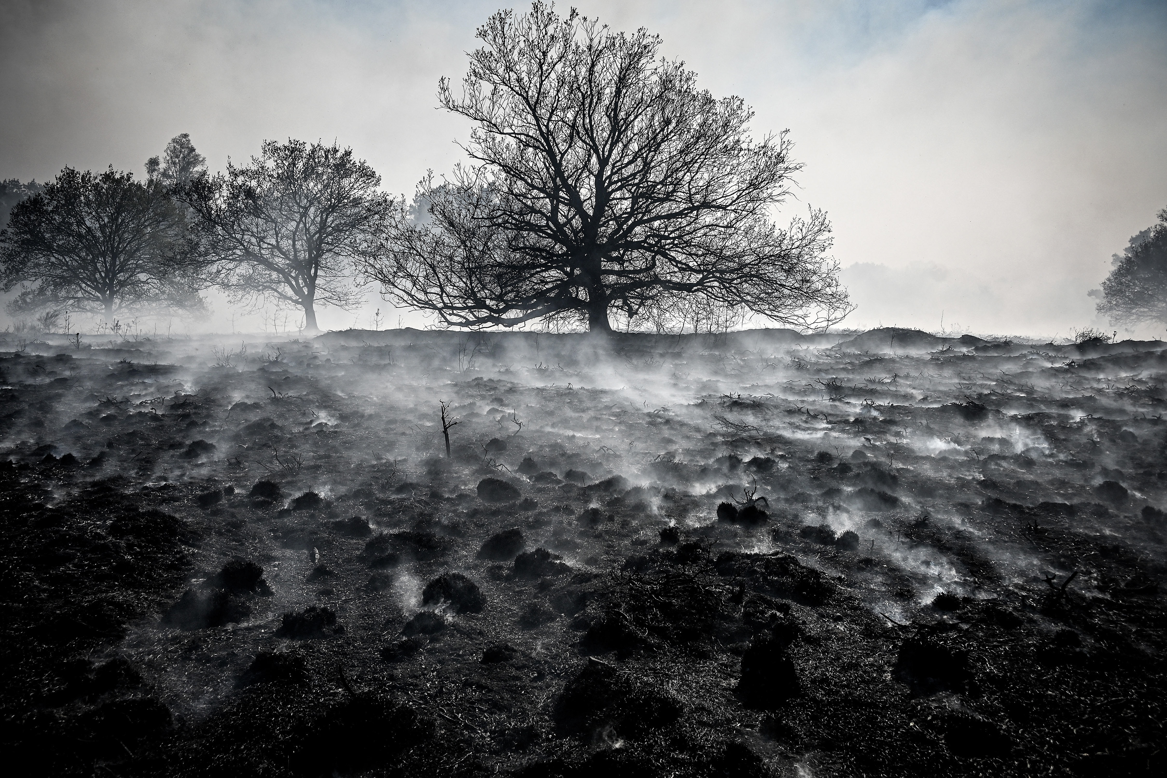 A burnt tree during a forest fire at the national park De Meinweg in the German-Dutch border area near Niederkruechten, Germany, 21 April 2020. (Photo by Sascha Steinbach/epa)