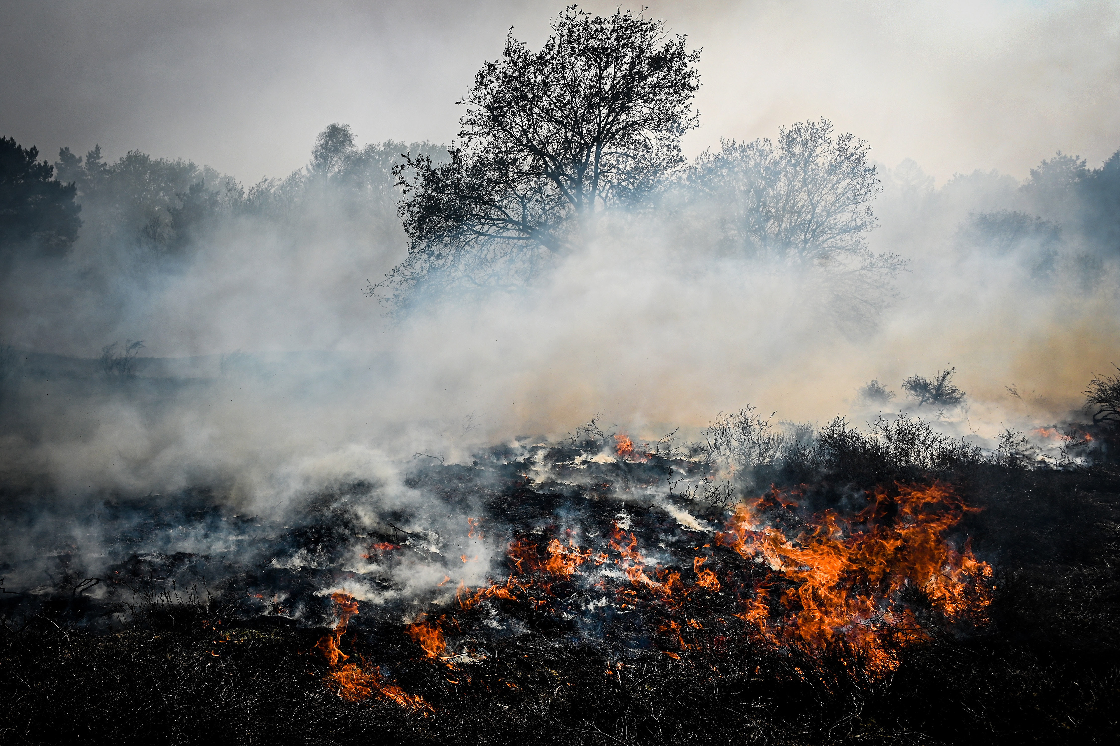 Trees and grasses burn during a forest fire at the national park De Meinweg in the German-Dutch border area near Niederkruechten, Germany, 21 April 2020. (Photo by Sascha Steinbach/epa)