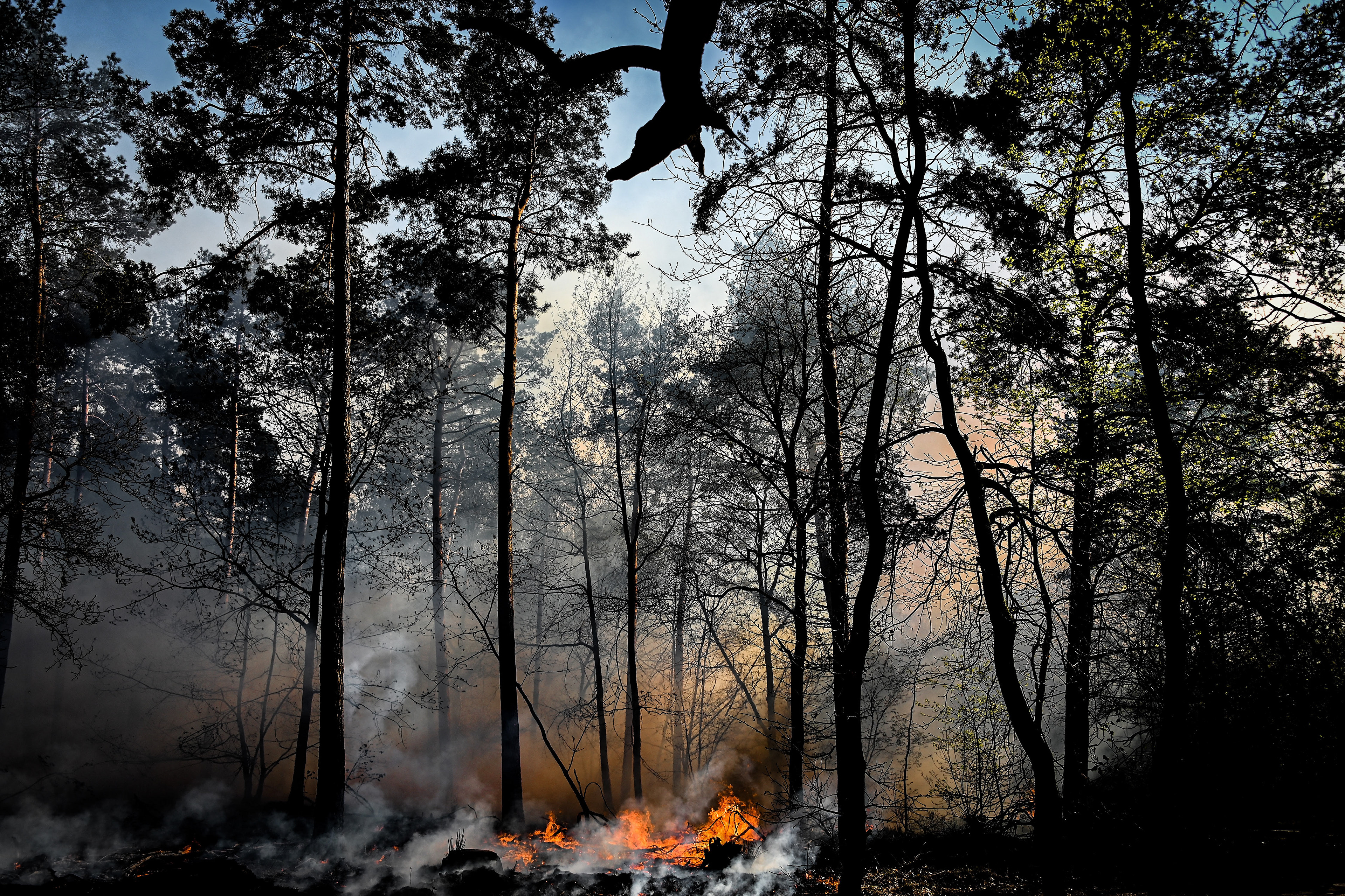 Trees and grasses burn during a forest fire at the national park De Meinweg in the German-Dutch border area near Niederkruechten, Germany, 21 April 2020. (Photo by Sascha Steinbach/epa)