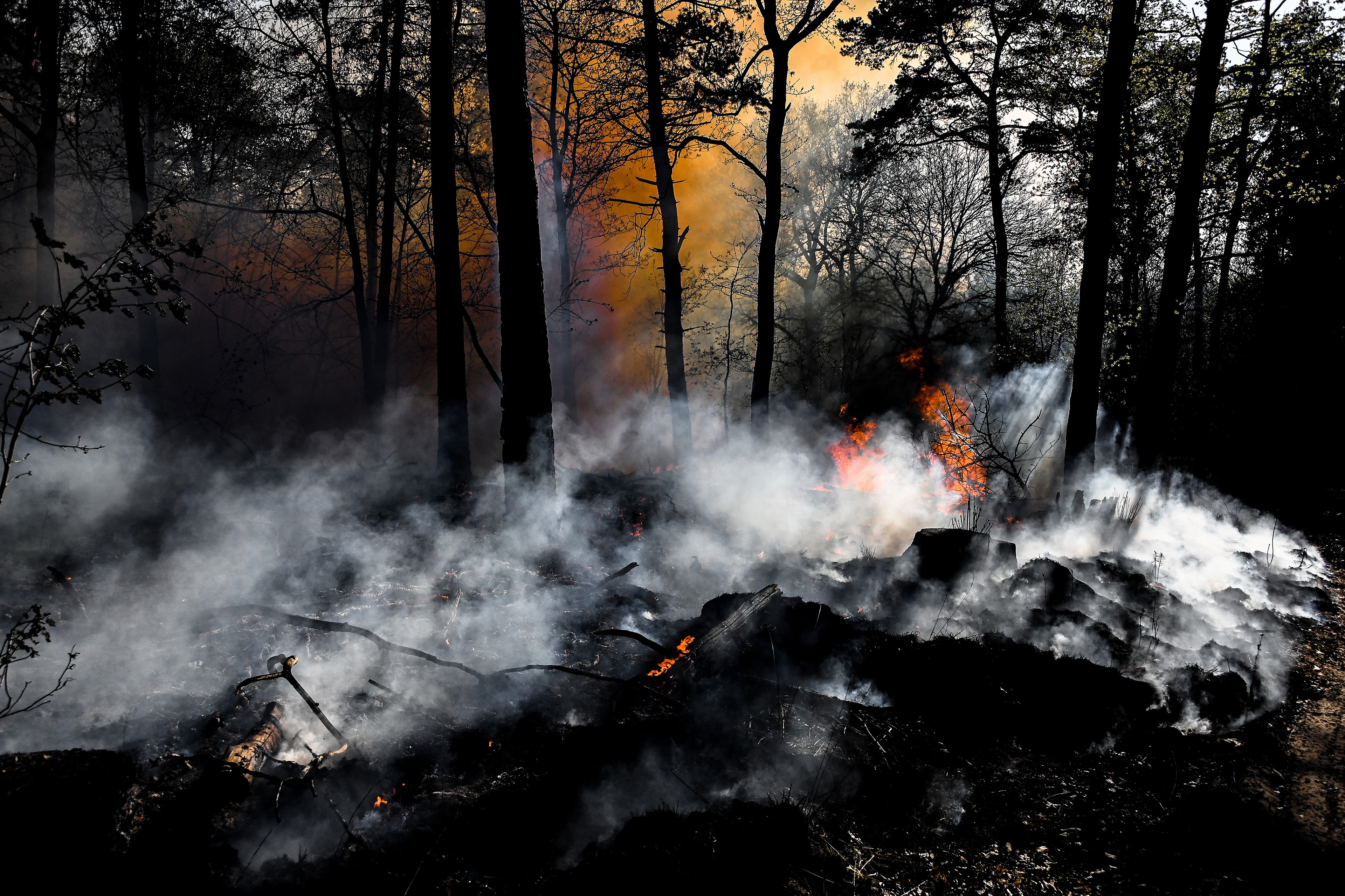 Trees and grasses burn during a forest fire at the national park De Meinweg in the German-Dutch border area near Niederkruechten, Germany, 21 April 2020. (Photo by Sascha Steinbach/epa)