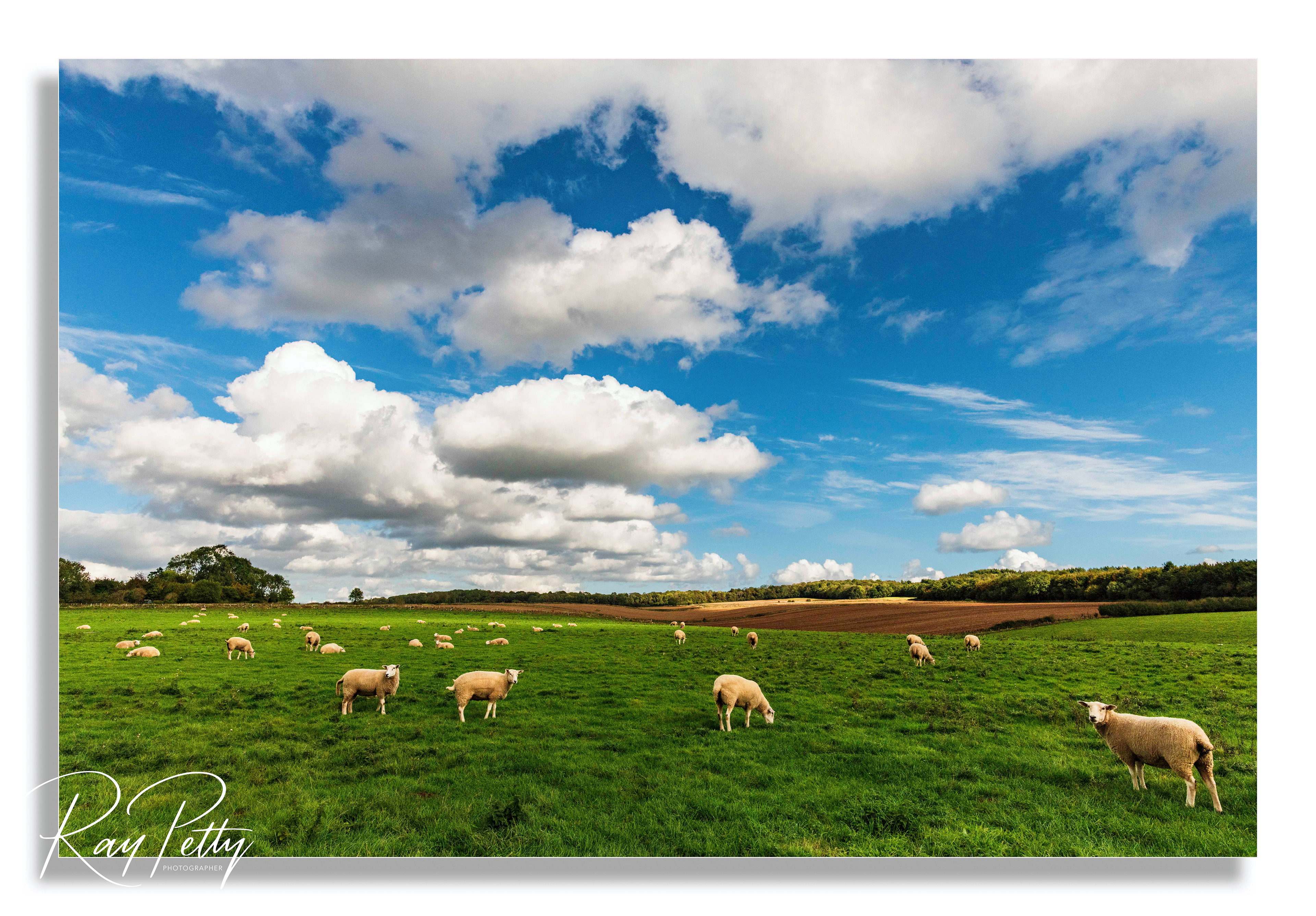 Sheep in field (Ref: 5523)