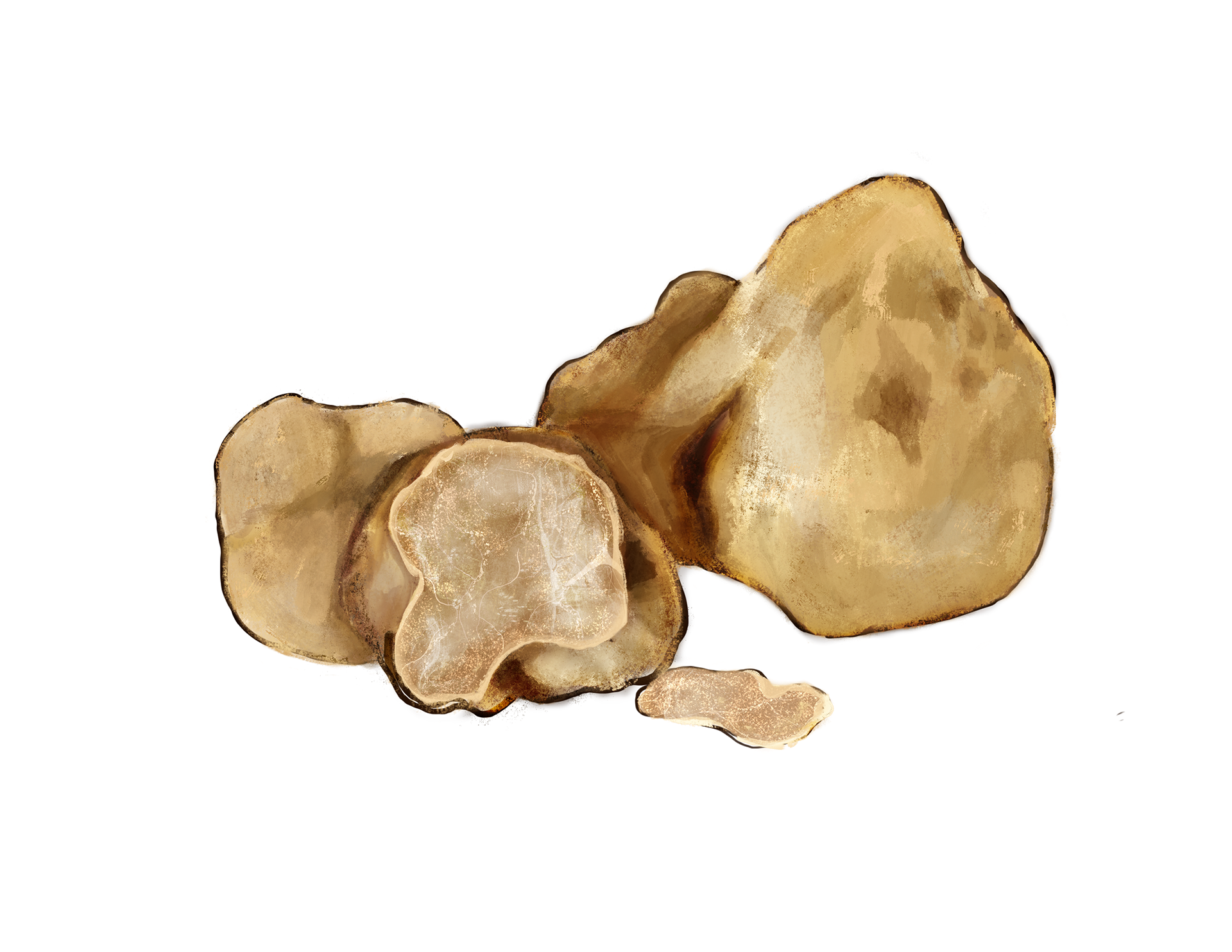 Italian white truffle illustration