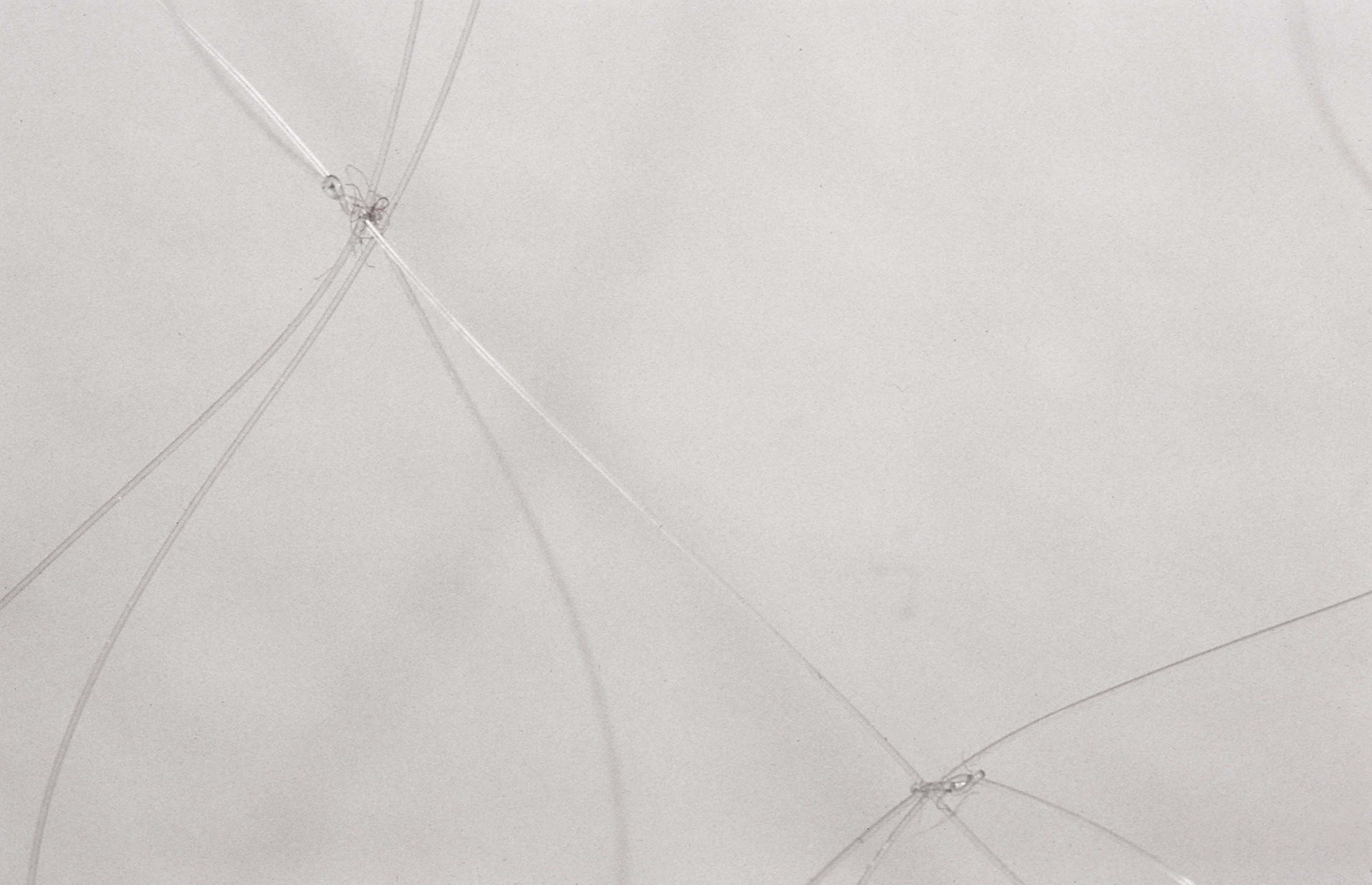 Phenomena Perceived, detail