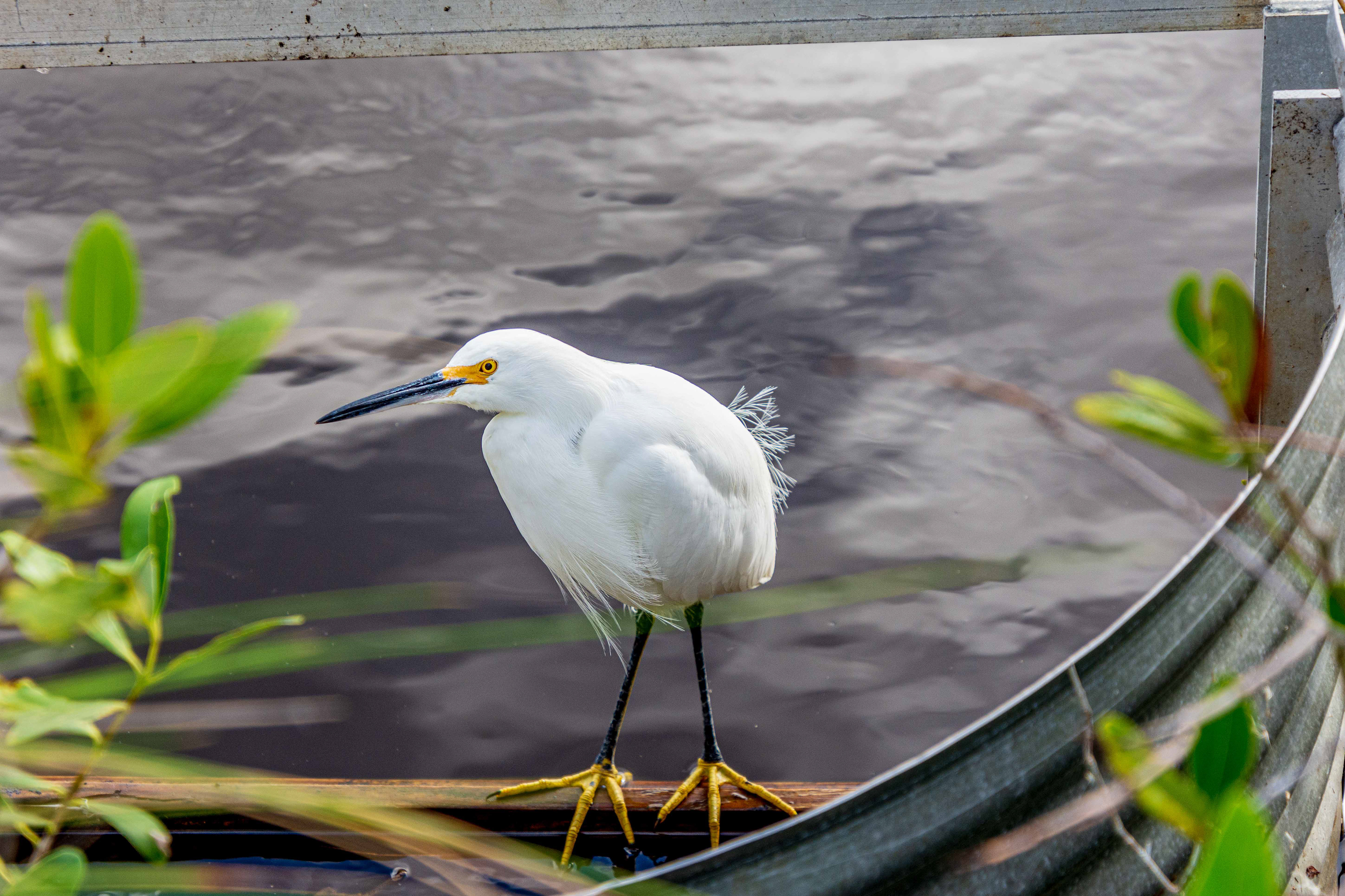 Black Point Wildlife Drive 11-20-20